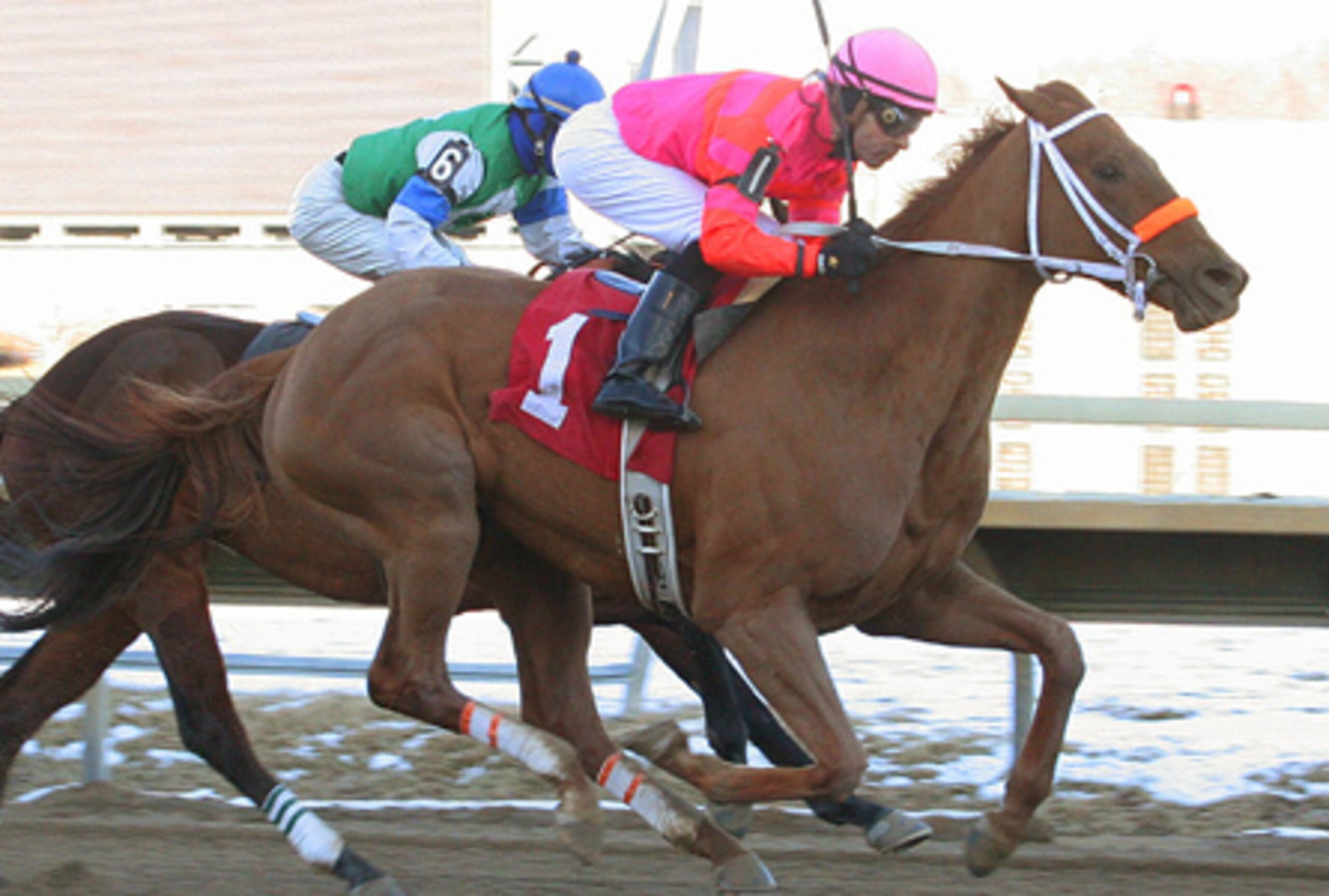 Ruler On Ice, 2nd in the Tesio Stakes (the Preakness Prep) and 3rd in the Sunland Derby this year! Ruler On Ice, 2nd in the Tesio Stakes (the Preakness Prep) and 3rd in the Sunland Derby this year!