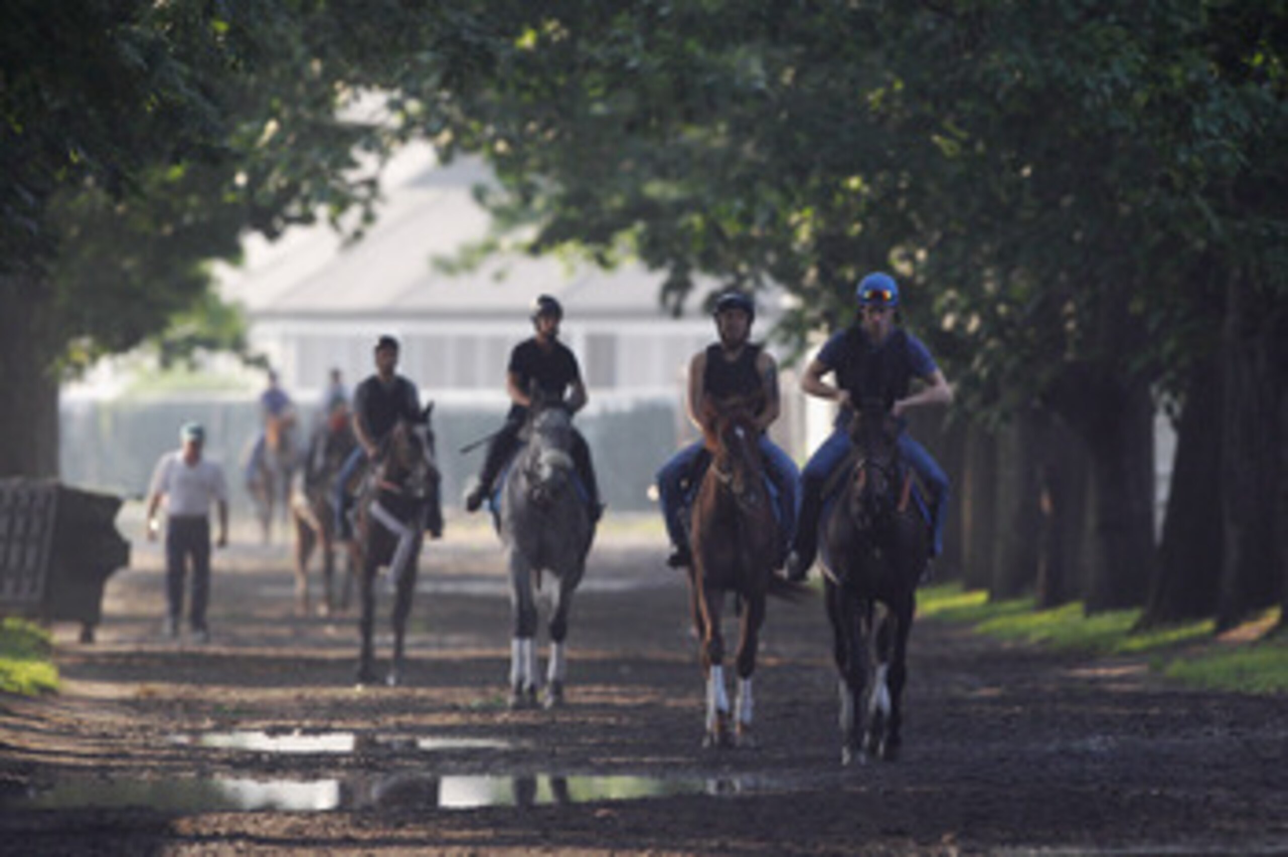 ELMONT, NY - JUNE 10:  Horses are walked to the track for a morning training session at Belmont Park on June 10, 2011 in Elmont, New York. The 143rd running of The Belmont Stakes will be run Saturday.  (Photo by Rob Carr/Getty Images)