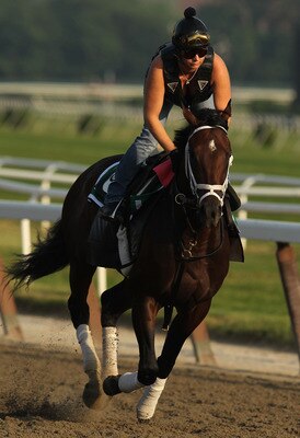 ELMONT, NY - JUNE 08:  Stay Thirsty runs during the morning exercise session in preparation for The Belmont Stakes at Belmont Park on June 8, 2011 in Elmont, New York.  (Photo by Al Bello/Getty Images)