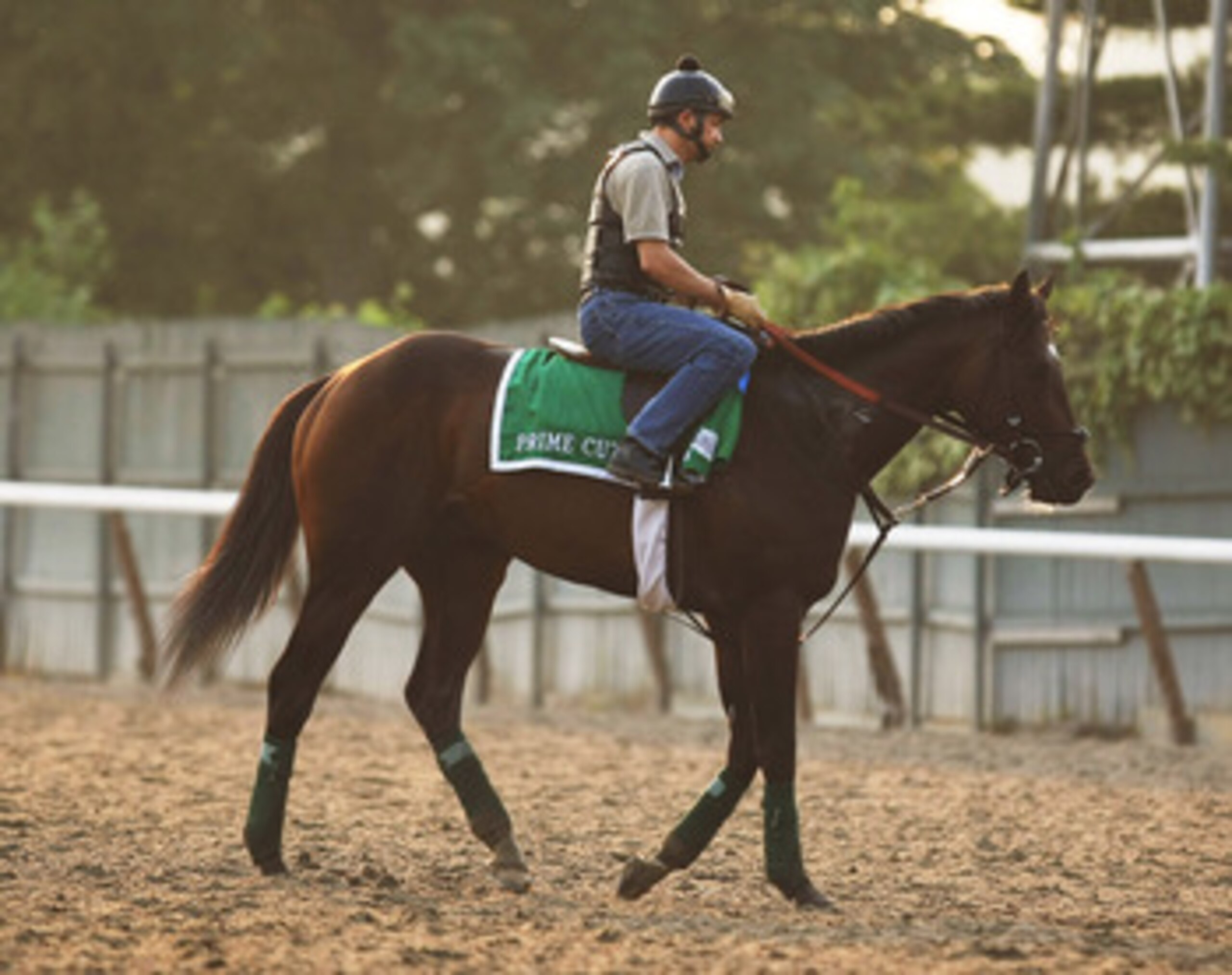 ELMONT, NY - JUNE 09:  Exercise rider Dane Noel rides Prime Cut during a morning training session in preparation for The Belmont Stakes at Belmont Park on June 9, 2011 in Elmont, New York.  (Photo by Al Bello/Getty Images)