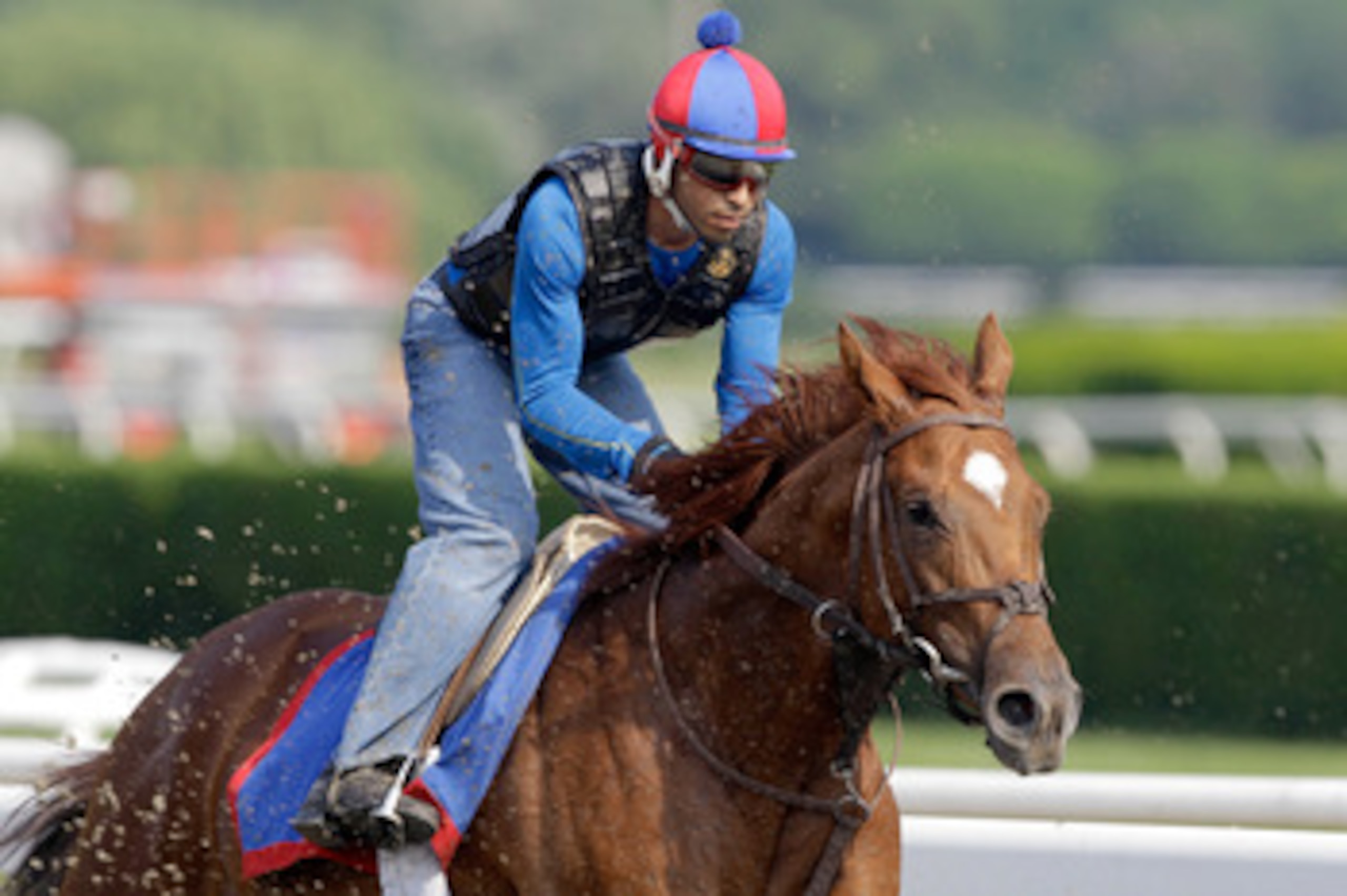 ELMONT, NY - JUNE 10:  Exercise rider David Nava takes Animal Kingdom for a morning training session in preparation for the 143rd running of The Belmont Stakes at Belmont Park on June 10, 2011 in Elmont, New York.  (Photo by Rob Carr/Getty Images)