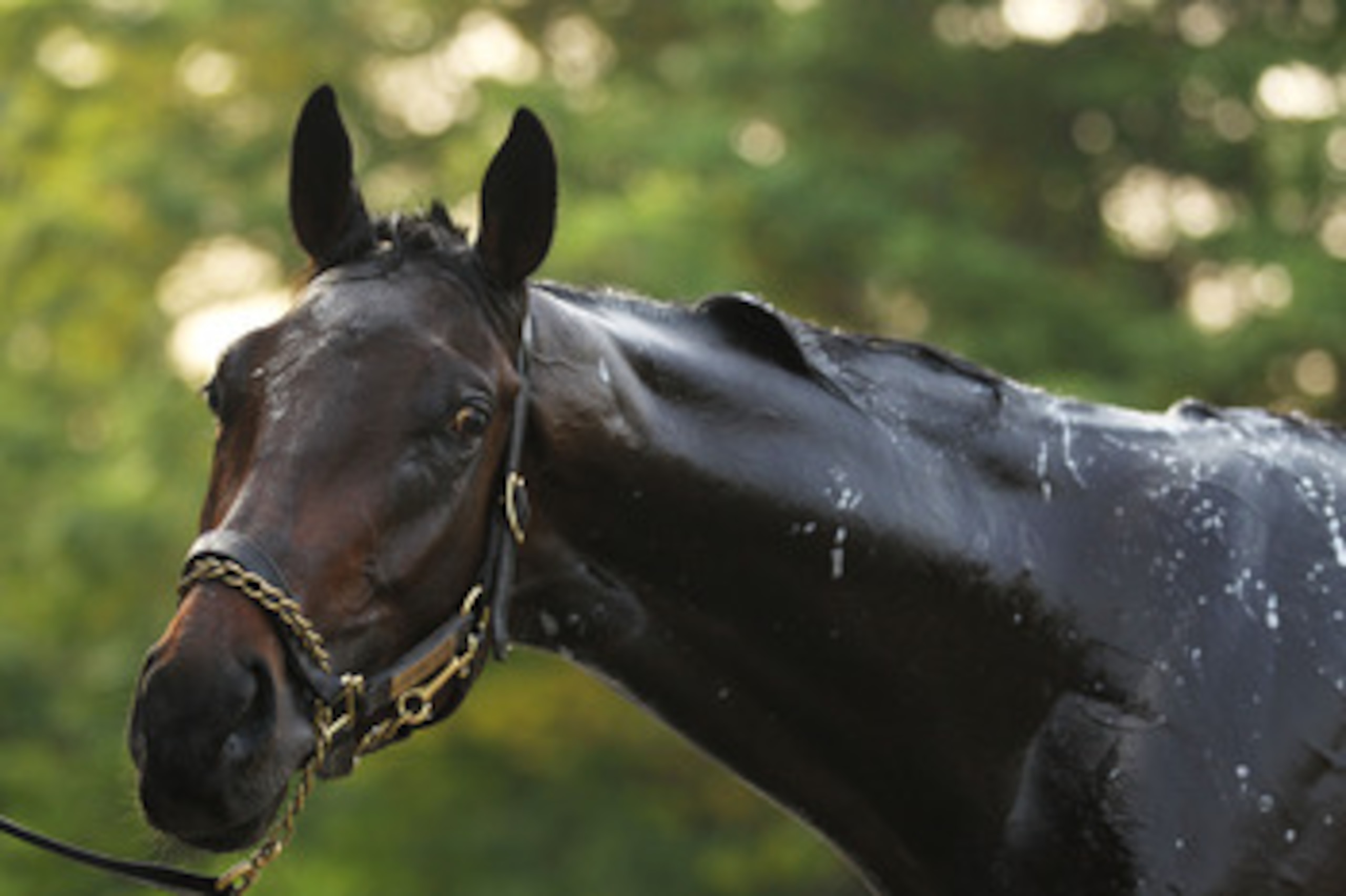 ELMONT, NY - JUNE 09: Brilliant Speed looks on during a bath after a morning training session in preparation for The Belmont Stakes at Belmont Park on June 9, 2011 in Elmont, New York. (Photo by Al Bello/Getty Images) ELMONT, NY - JUNE 09: Brilliant Speed looks on during a bath after a morning training session in preparation for The Belmont Stakes at Belmont Park on June 9, 2011 in Elmont, New York. (Photo by Al Bello/Getty Images)