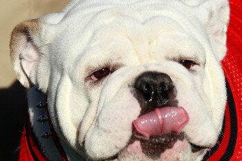 JACKSONVILLE, FL - OCTOBER 30:  Georgia Bulldogs mascot UGA VIII watches the action during the game against the Florida Gators at EverBank Field on October 30, 2010 in Jacksonville, Florida.  (Photo by Sam Greenwood/Getty Images)