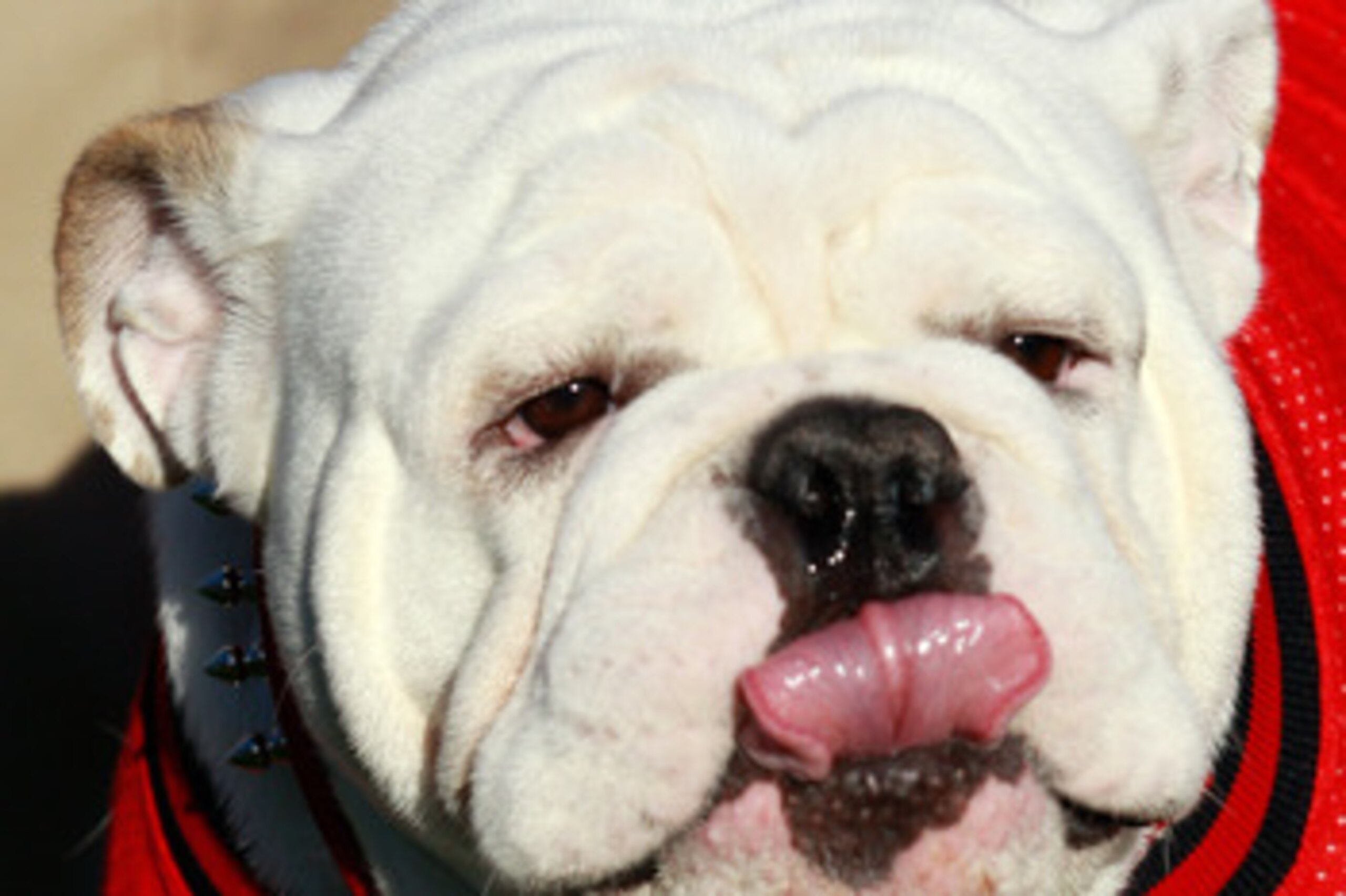 JACKSONVILLE, FL - OCTOBER 30:  Georgia Bulldogs mascot UGA VIII watches the action during the game against the Florida Gators at EverBank Field on October 30, 2010 in Jacksonville, Florida.  (Photo by Sam Greenwood/Getty Images)
