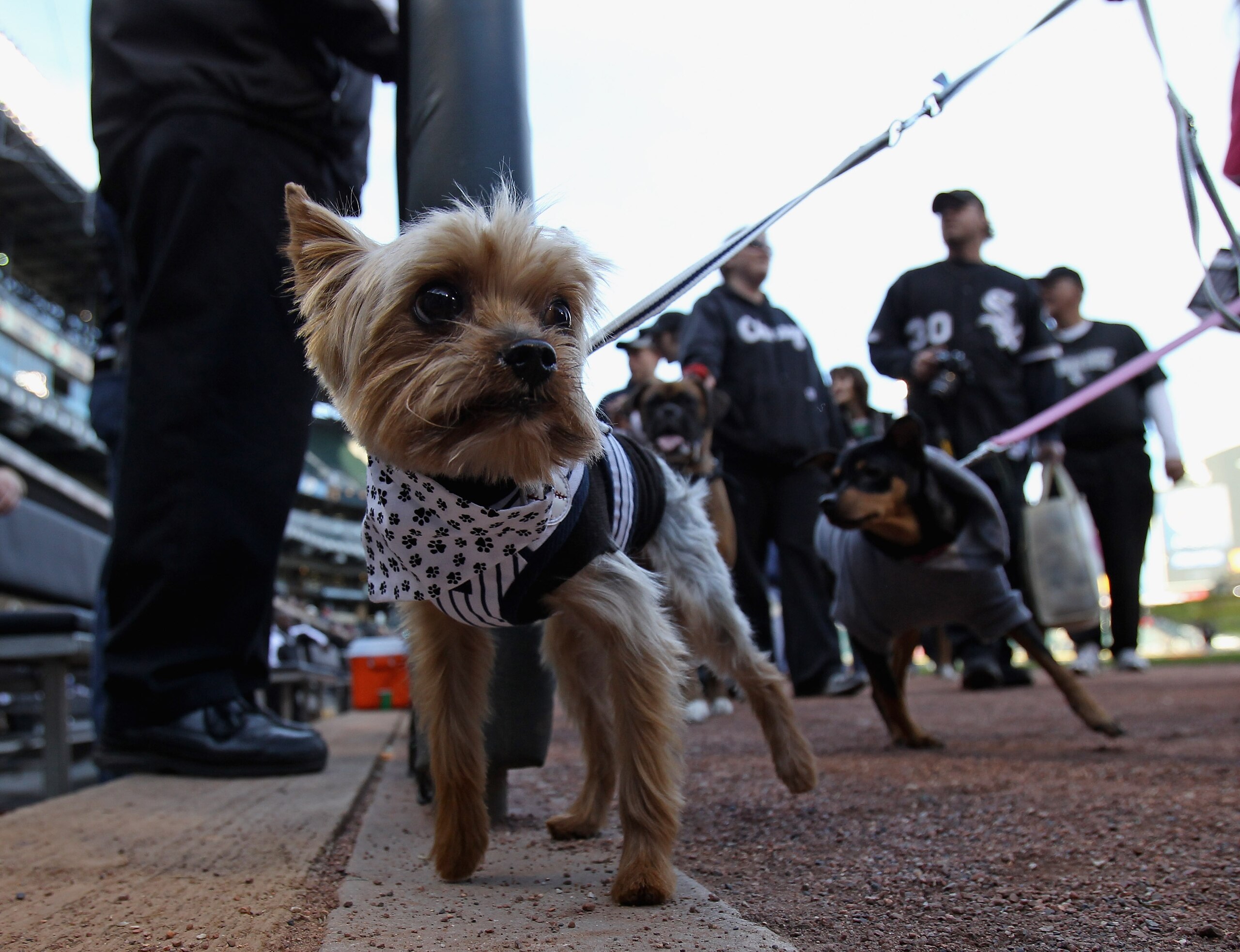CHICAGO, IL - MAY 17: Fans walk their dogs around the warning track during the annual 'Dog Day' promotion before the Chicago White Sox take on the Texas Rangers at U.S. Cellular Field on May 17, 2011 in Chicago, Illinois. (Photo by Jonathan Daniel/Getty I