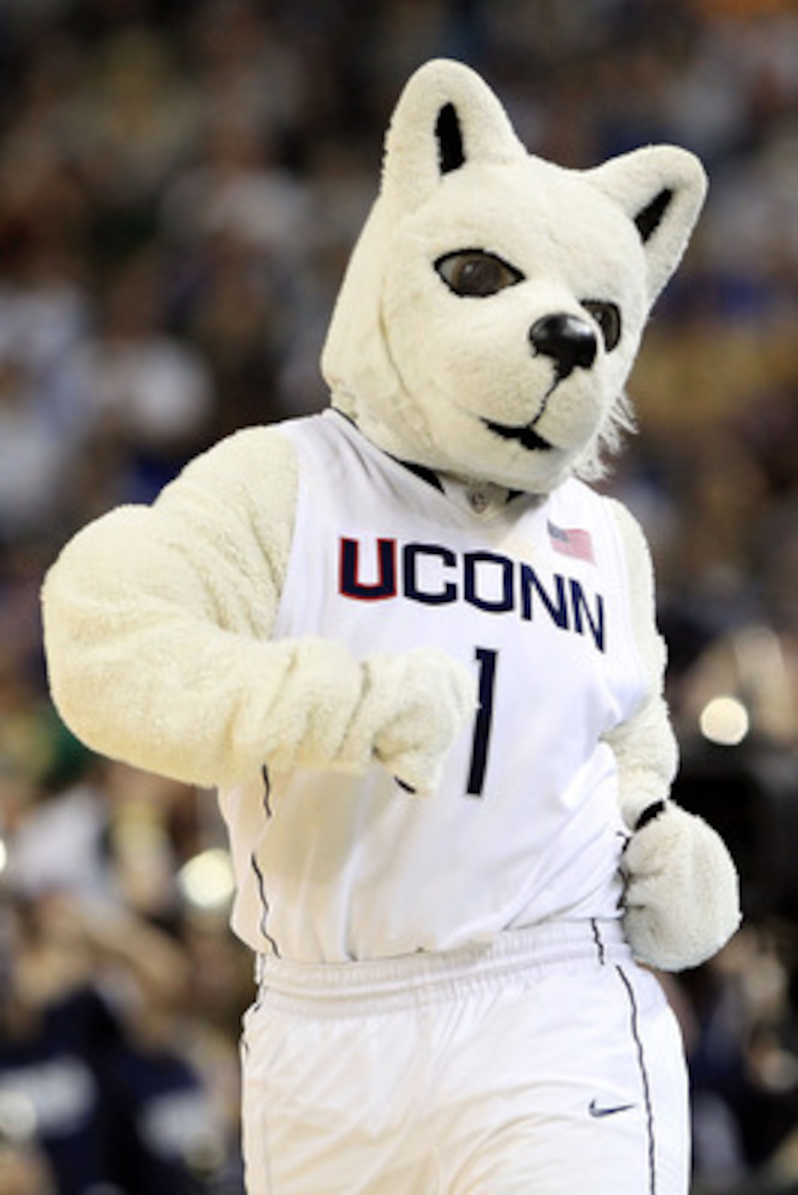 HOUSTON, TX - APRIL 02: The Connecticut Huskies mascot on the court during a break in the game against the Kentucky Wildcats in the National Semifinal game of the 2011 NCAA Division I Men's Basketball Championship at Reliant Stadium on April 2, 2011 in H HOUSTON, TX - APRIL 02: The Connecticut Huskies mascot on the court during a break in the game against the Kentucky Wildcats in the National Semifinal game of the 2011 NCAA Division I Men's Basketball Championship at Reliant Stadium on April 2, 2011 in H