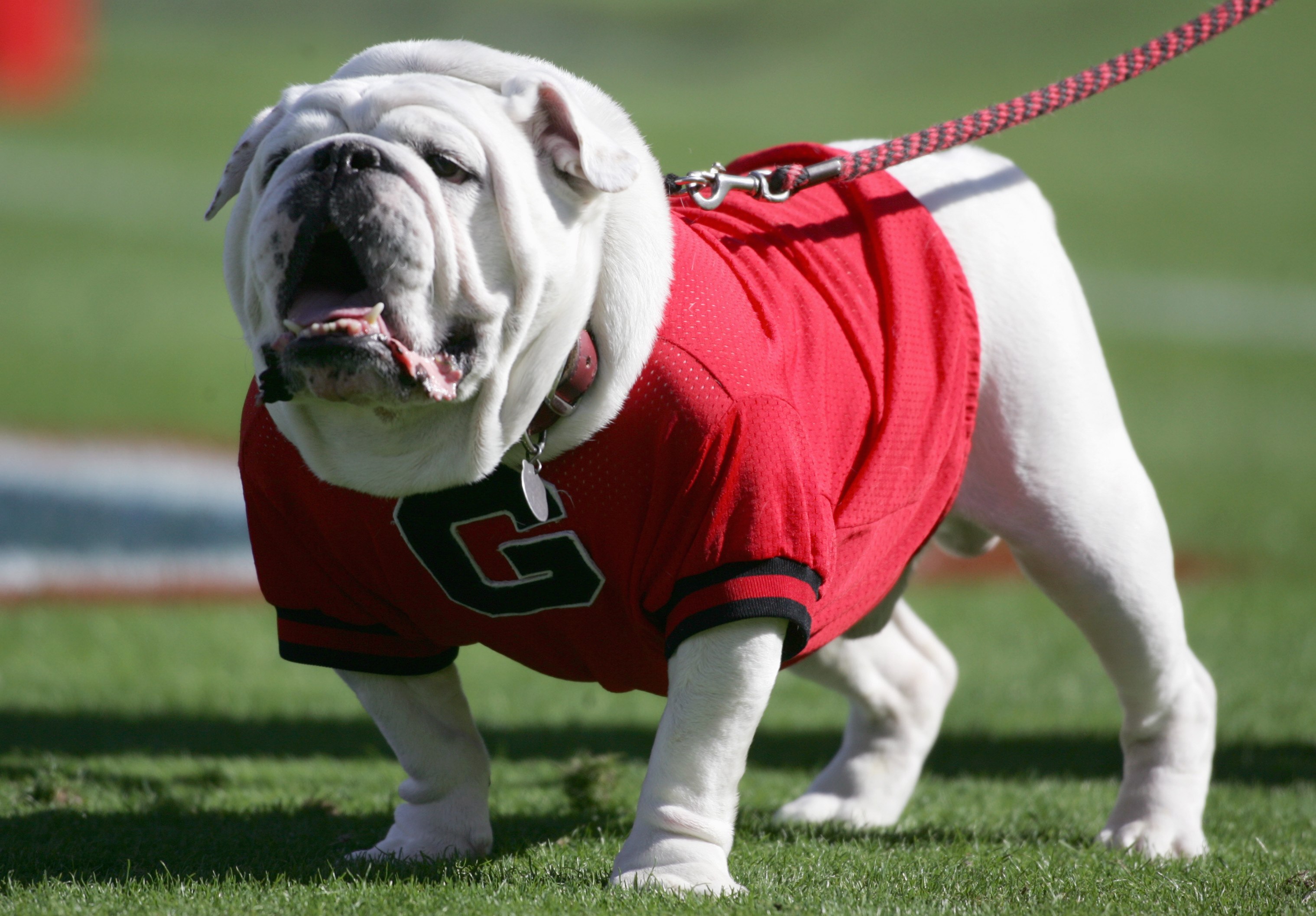 ACKSONVILLE, FL - OCTOBER 28: The Georgia Bulldogs mascot 'Uga' barks in the end zone during a game against the Florida Gators at Alltel Stadium on October 28, 2006 in Jacksonville, Florida. Florida defeated Georgia 21-14. (Photo by Marc Serota/Getty Imag