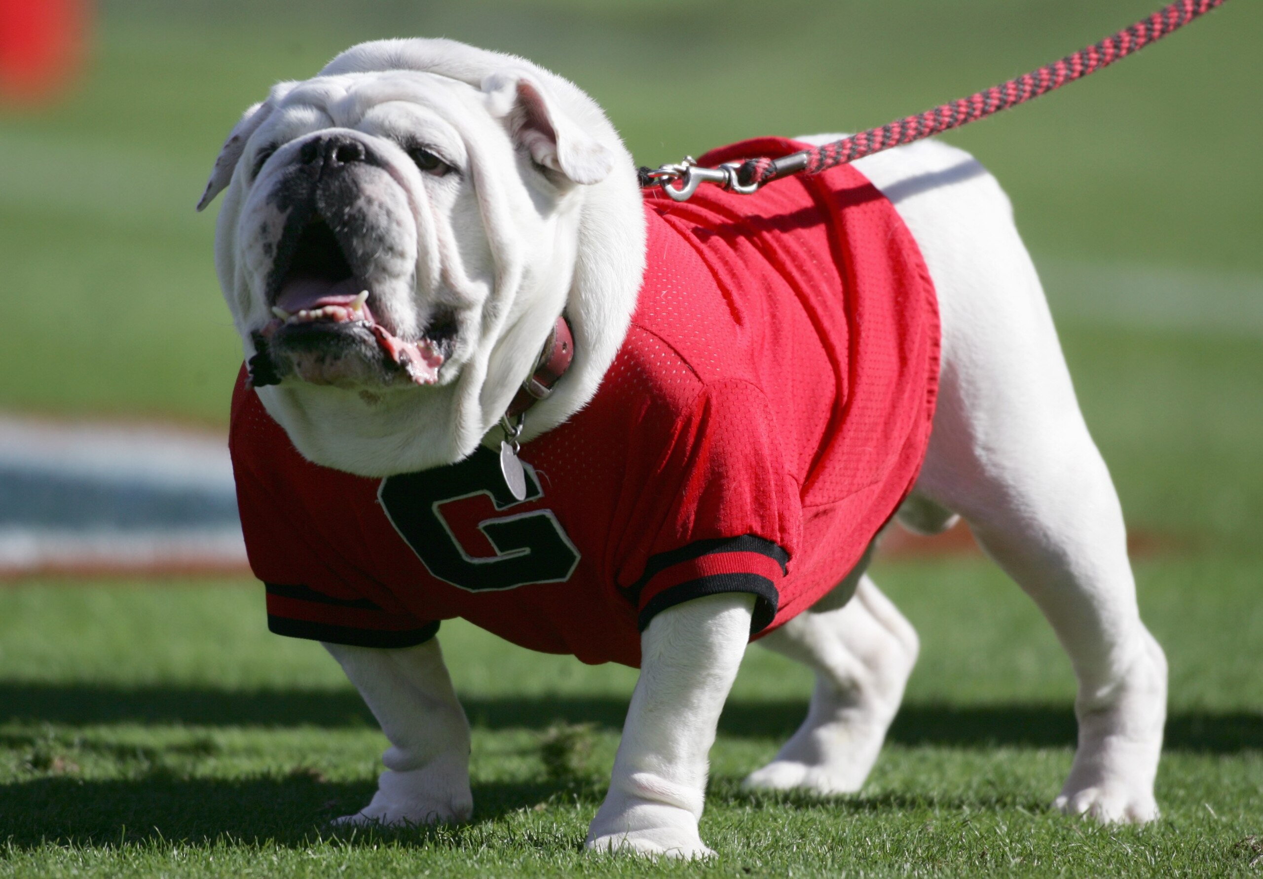 ACKSONVILLE, FL - OCTOBER 28: The Georgia Bulldogs mascot 'Uga' barks in the end zone during a game against the Florida Gators at Alltel Stadium on October 28, 2006 in Jacksonville, Florida. Florida defeated Georgia 21-14. (Photo by Marc Serota/Getty Imag