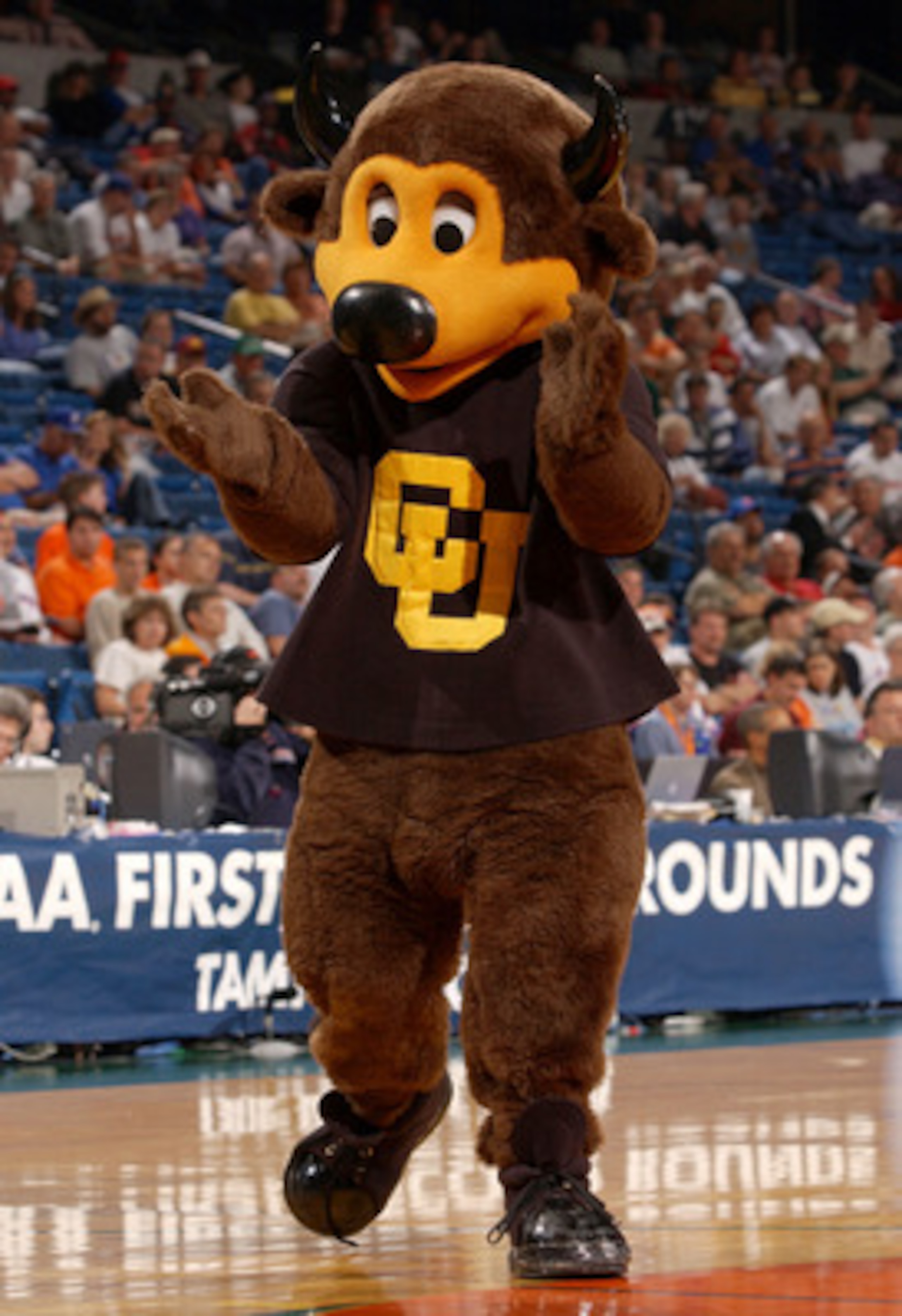 TAMPA - MARCH 21: The mascot for the University of Colorado Buffaloes cheers for his team against of the Michigan State Spartans as the Spartans defeated the Buffaloes 79-64 in the first round of the South Region of the 2003 NCAA Division I Men's Basketb TAMPA - MARCH 21: The mascot for the University of Colorado Buffaloes cheers for his team against of the Michigan State Spartans as the Spartans defeated the Buffaloes 79-64 in the first round of the South Region of the 2003 NCAA Division I Men's Basketb