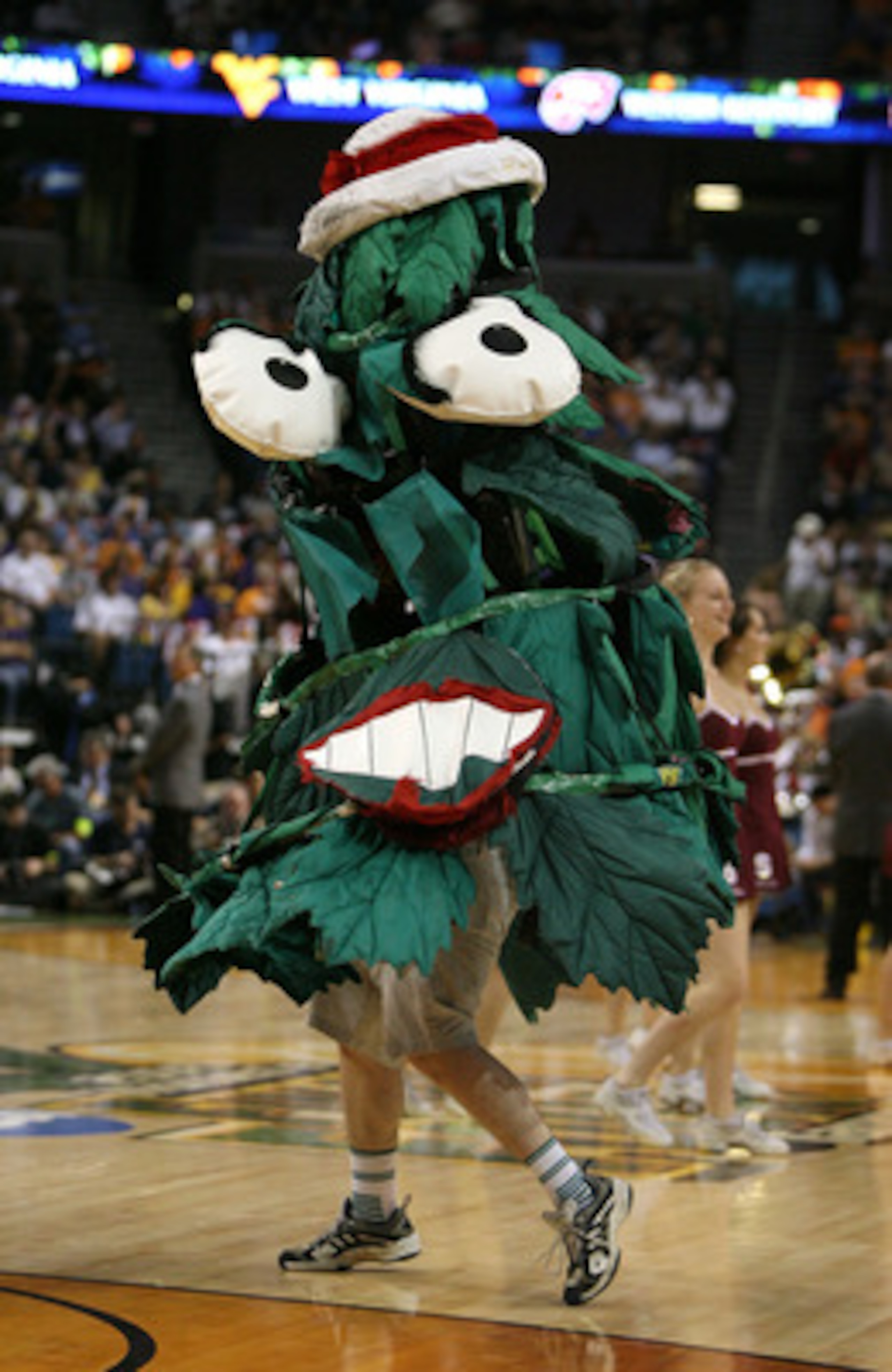 TAMPA, FL - APRIL 06: The mascot for the Stanford Cardinal performs against the UCONN Huskies during their National Semifinal Game of the 2008 NCAA Women's Final Four at St. Pete Times Forum April 6, 2008 in Tampa, Florida. (Photo by Doug Benc/Getty Ima TAMPA, FL - APRIL 06: The mascot for the Stanford Cardinal performs against the UCONN Huskies during their National Semifinal Game of the 2008 NCAA Women's Final Four at St. Pete Times Forum April 6, 2008 in Tampa, Florida. (Photo by Doug Benc/Getty Ima