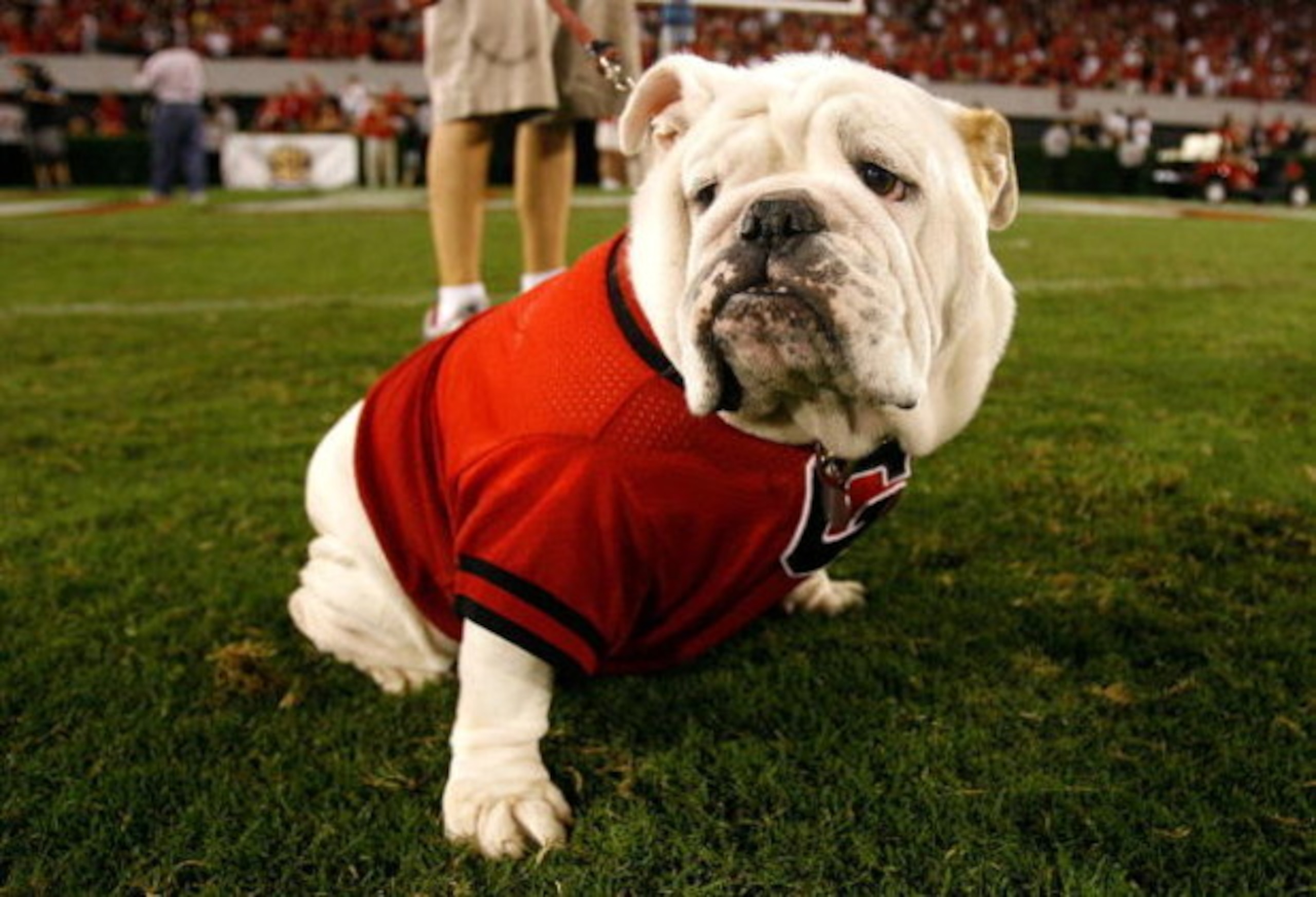 ATHENS, GA - SEPTEMBER 12: UGA VII, mascot of the Georgia Bulldogs, against the South Carolina Gamecocks at Sanford Stadium on September 12, 2009 in Athens, Georgia. (Photo by Kevin C. Cox/Getty Images) ATHENS, GA - SEPTEMBER 12: UGA VII, mascot of the Georgia Bulldogs, against the South Carolina Gamecocks at Sanford Stadium on September 12, 2009 in Athens, Georgia. (Photo by Kevin C. Cox/Getty Images)