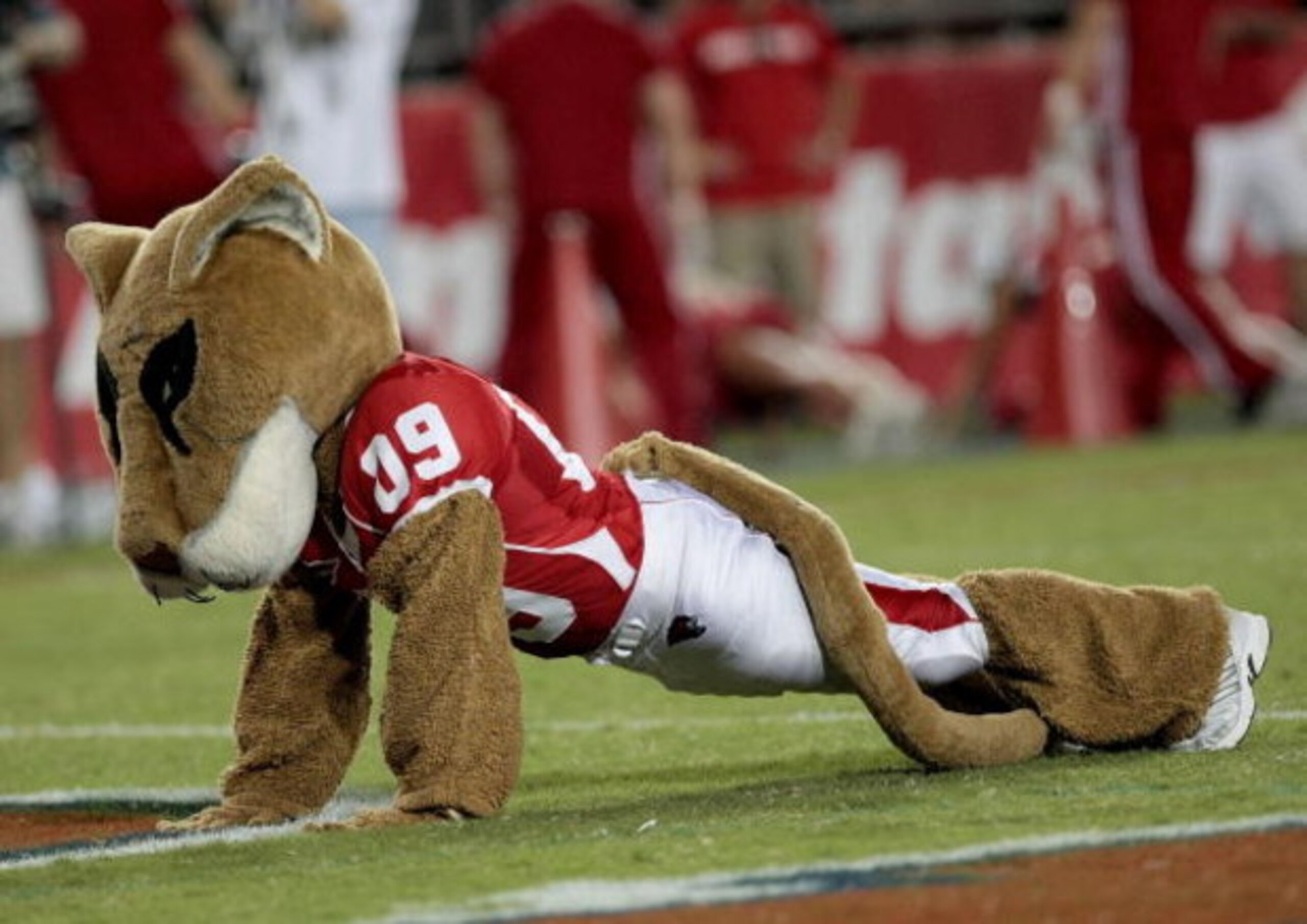 HOUSTON - SEPTEMBER 26: University of Houston mascot 'Sasha' does pushups after the Houston Cougars scored against  the Texas Tech Red Raiders at Robertson Stadium on September 26, 2009 in Houston, Texas.  (Photo by Thomas B. Shea/Getty Images)