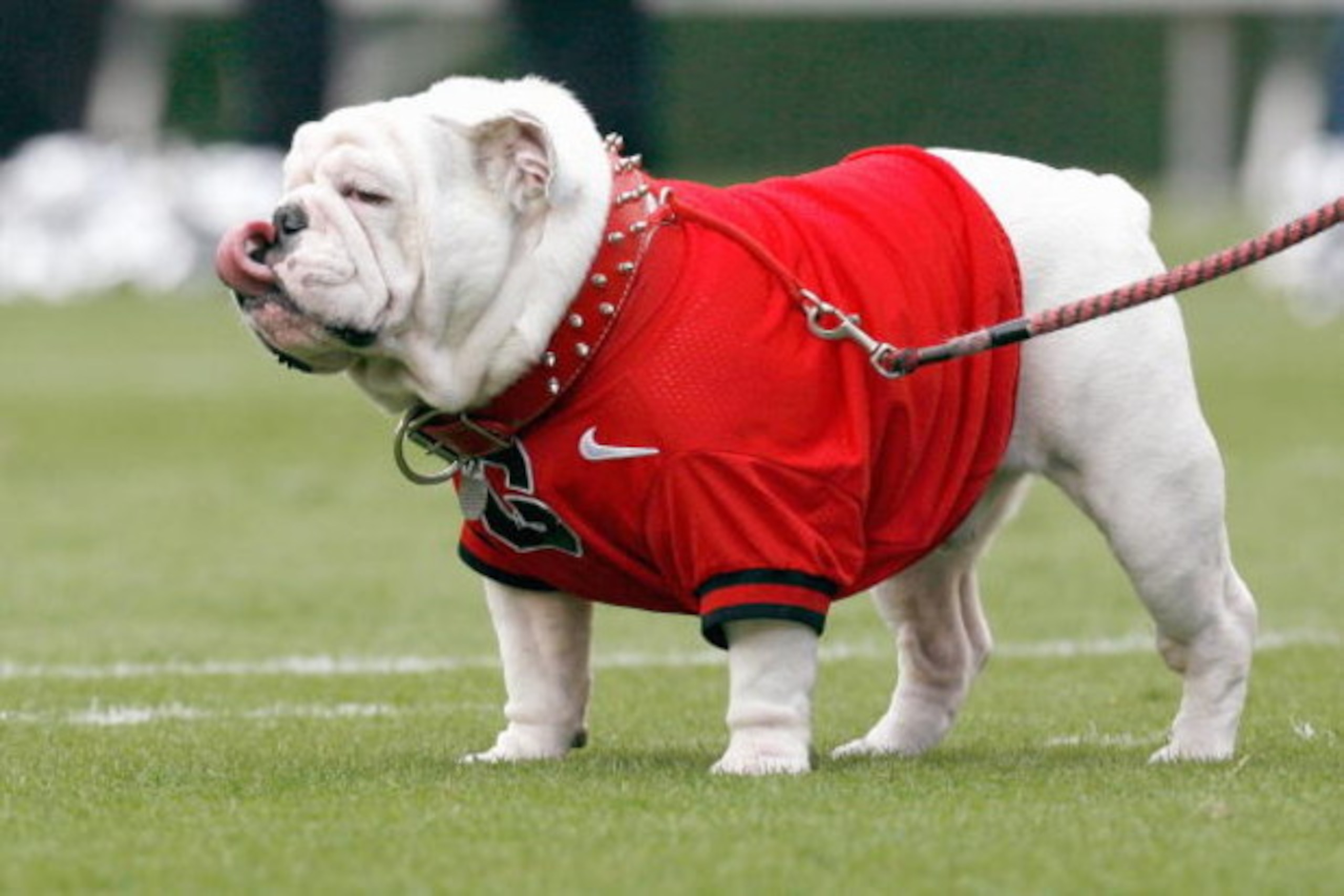 ATHENS, GA - OCTOBER 11:  UGA VII, mascot of the Georgia Bulldogs stands the field before the game against the Tennessee Volunteers at Sanford Stadium on October 11, 2008 in Athens, Georgia.  (Photo by Kevin C. Cox/Getty Images)
