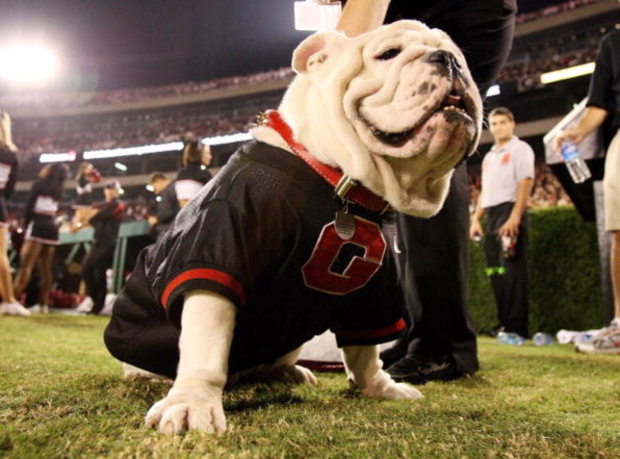 ATHENS, GA - SEPTEMBER 27:  UGA VII, the mascot of Georgia sits on the sidelines as the Alabama Crimson Tide take on the Georgia Bulldogs at Sanford Stadium on September 27, 2008 in Athens, Georgia. Alabama defeated Georgia 41-30.  (Photo by Doug Benc/Get