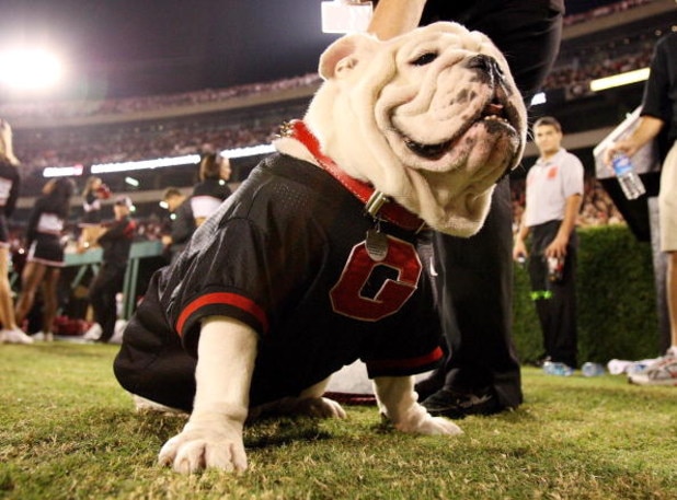 ATHENS, GA - SEPTEMBER 27:  UGA VII, the mascot of Georgia sits on the sidelines as the Alabama Crimson Tide take on the Georgia Bulldogs at Sanford Stadium on September 27, 2008 in Athens, Georgia. Alabama defeated Georgia 41-30.  (Photo by Doug Benc/Get