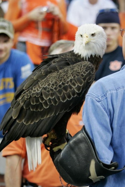 AUBURN, AL - SEPTEMBER 3:  A bald eagle is brought in for a ceremony for the hurricane Katrina victims prior to the game between the Auburn Tigers and the Georgia Tech Yellow Jackets on September 3, 2005 at Jordan-Hare Stadium in Auburn, Alabama.  (Photo 