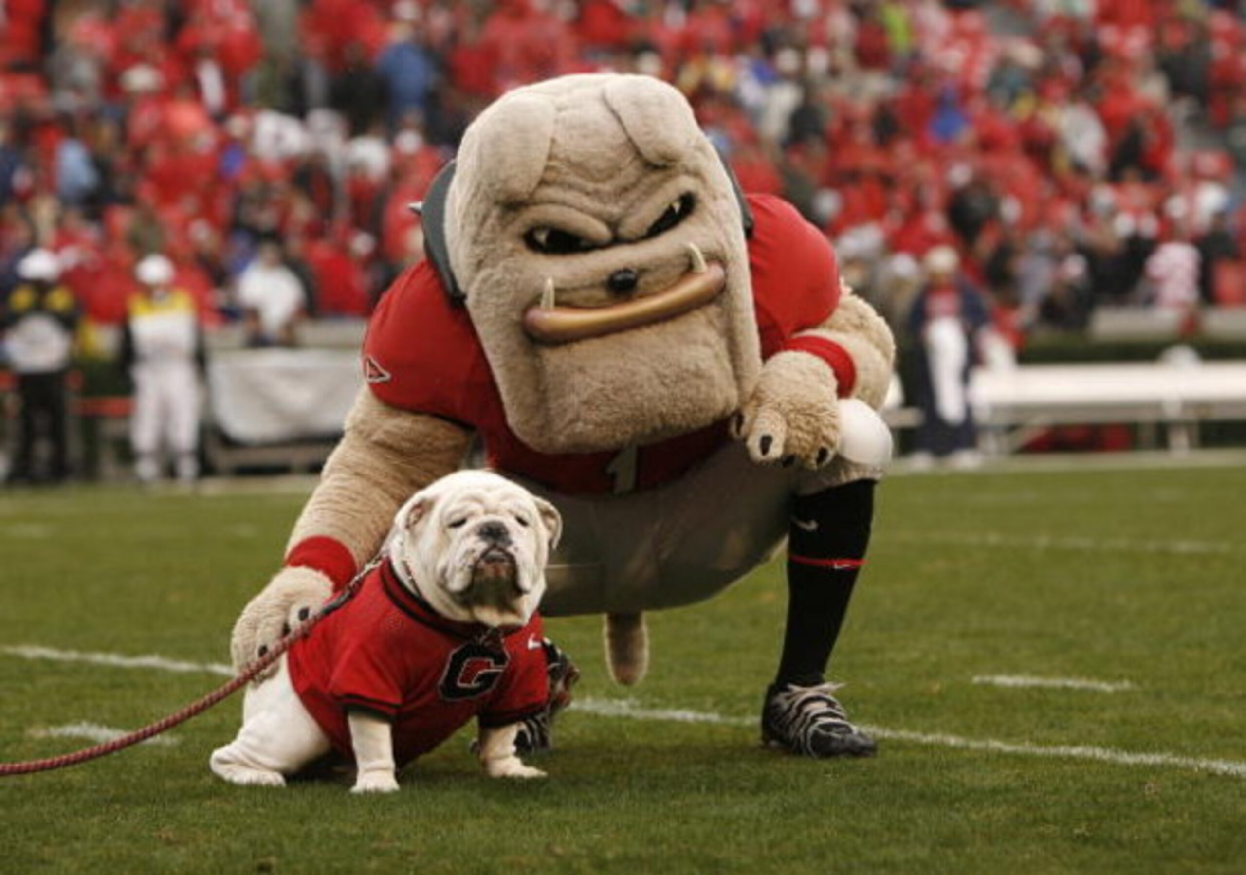 ATHENS, GA - NOVEMBER 29:  Georgia Bulldogs mascots Hairy Dawg (R) and UGA VII pose together for photos before the game against the Georgia Tech Yellow Jackets at Sanford Stadium on November 29, 2008 in Athens, Georgia.  The Yellow Jackets defeated the Bu