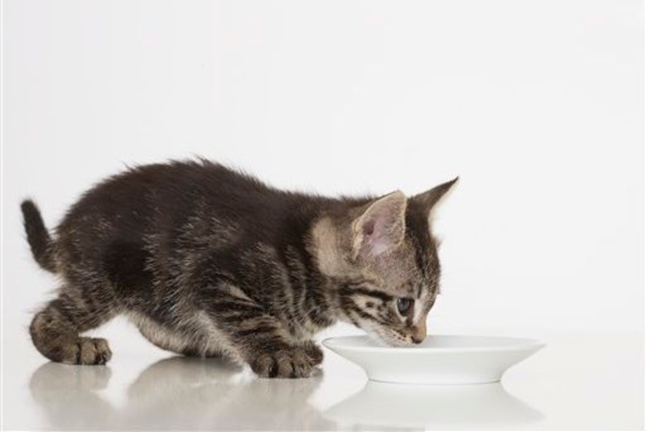 Kitten bowl... get it?