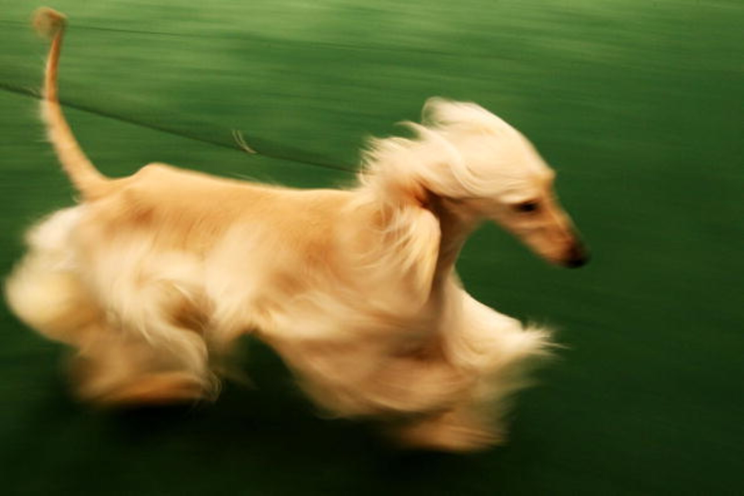 NEW YORK - FEBRUARY 09:  An Afghan Hound runs during the 133rd Annual Westminster Kennel Club Dog Show at Madison Square Garden February 9, 2009 in New York City. The Westminster Kennel Club Dog Show is considered the most important in the United States. 