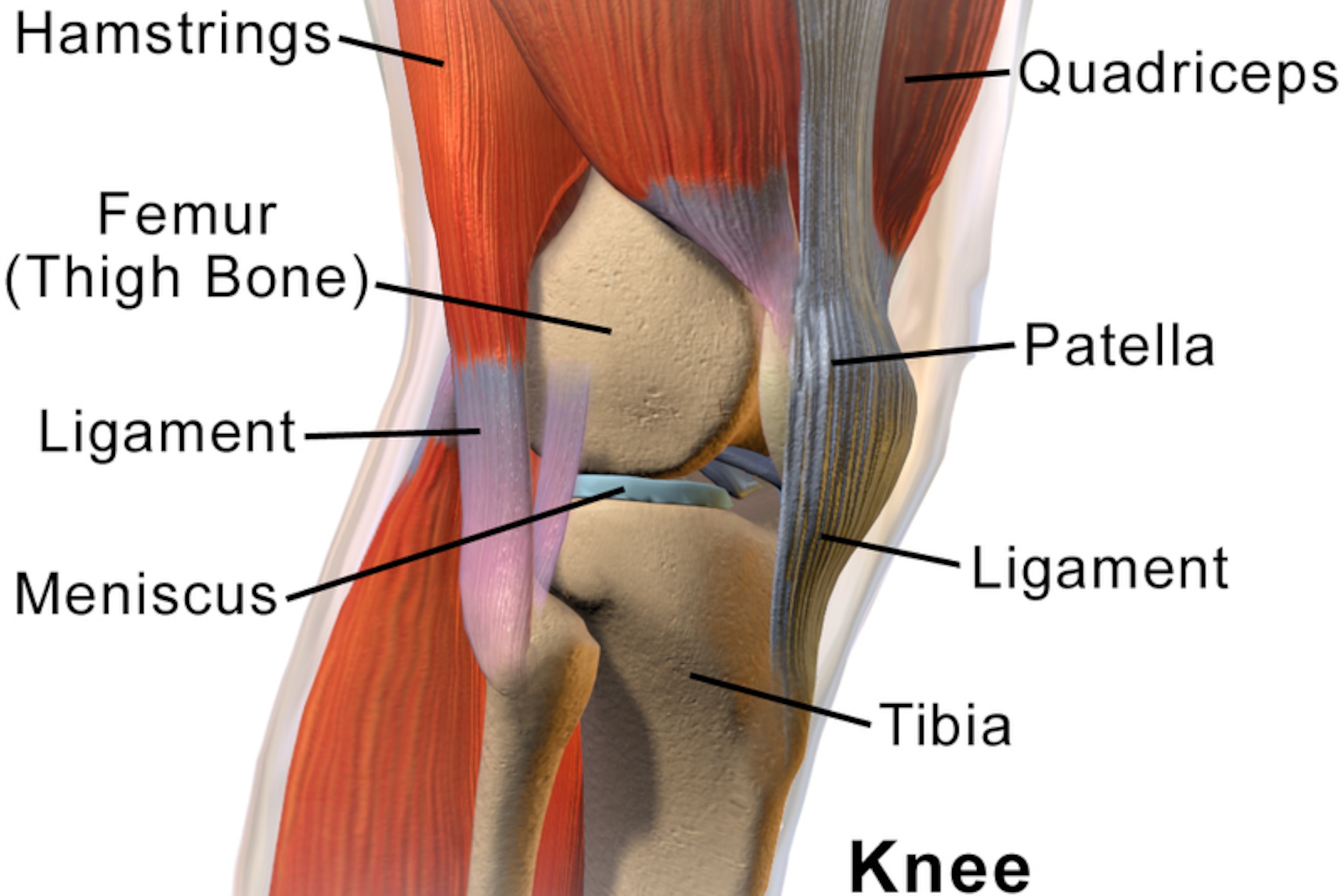 This diagram shows the location of the menisci within the knee.
