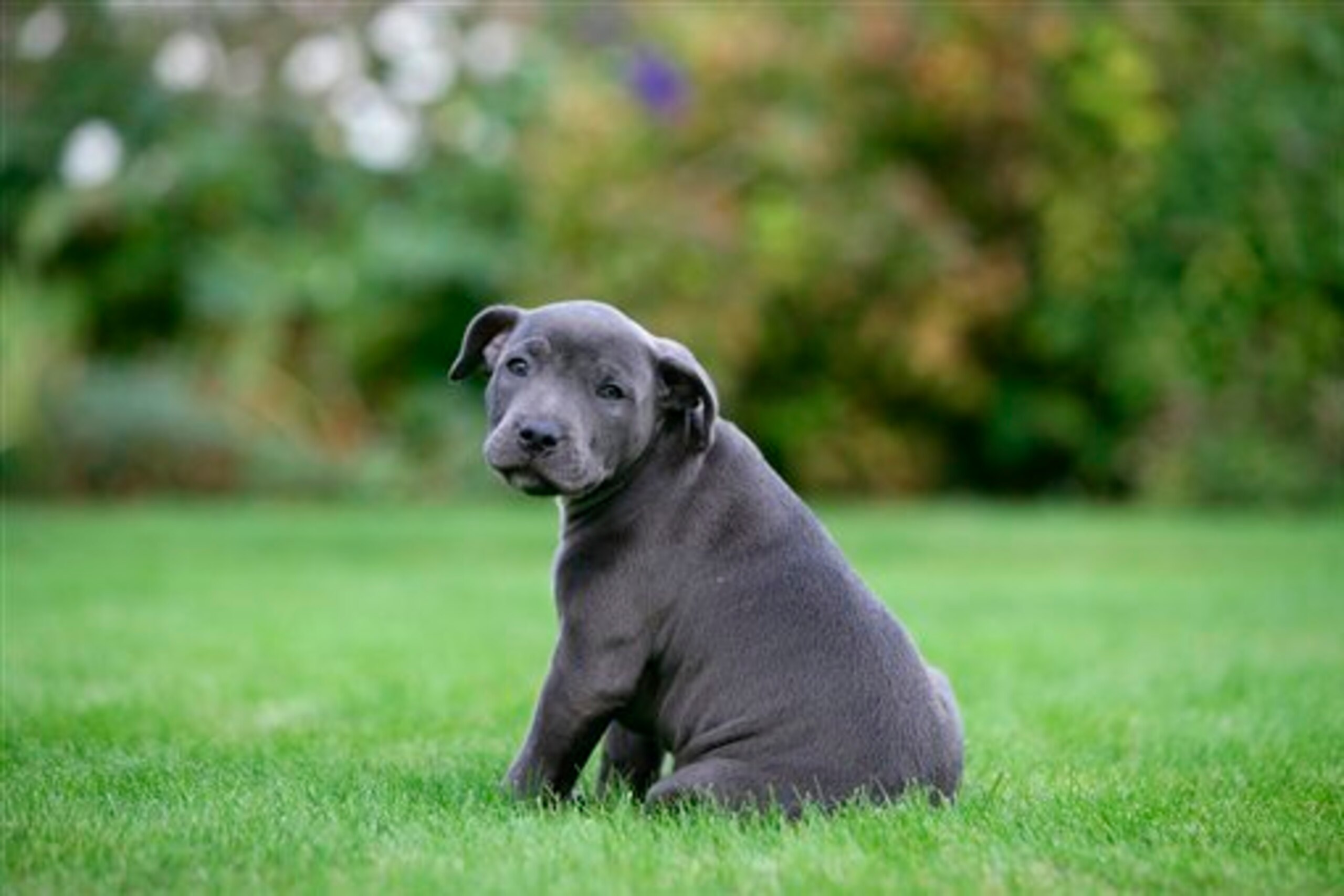 Staffies don't always get a good reputation at Crufts.