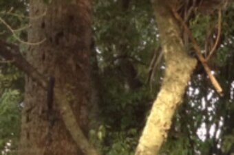 Croce led an expedition in Panama three years ago to look for the body of legendary pirate Sir Francis Drake.