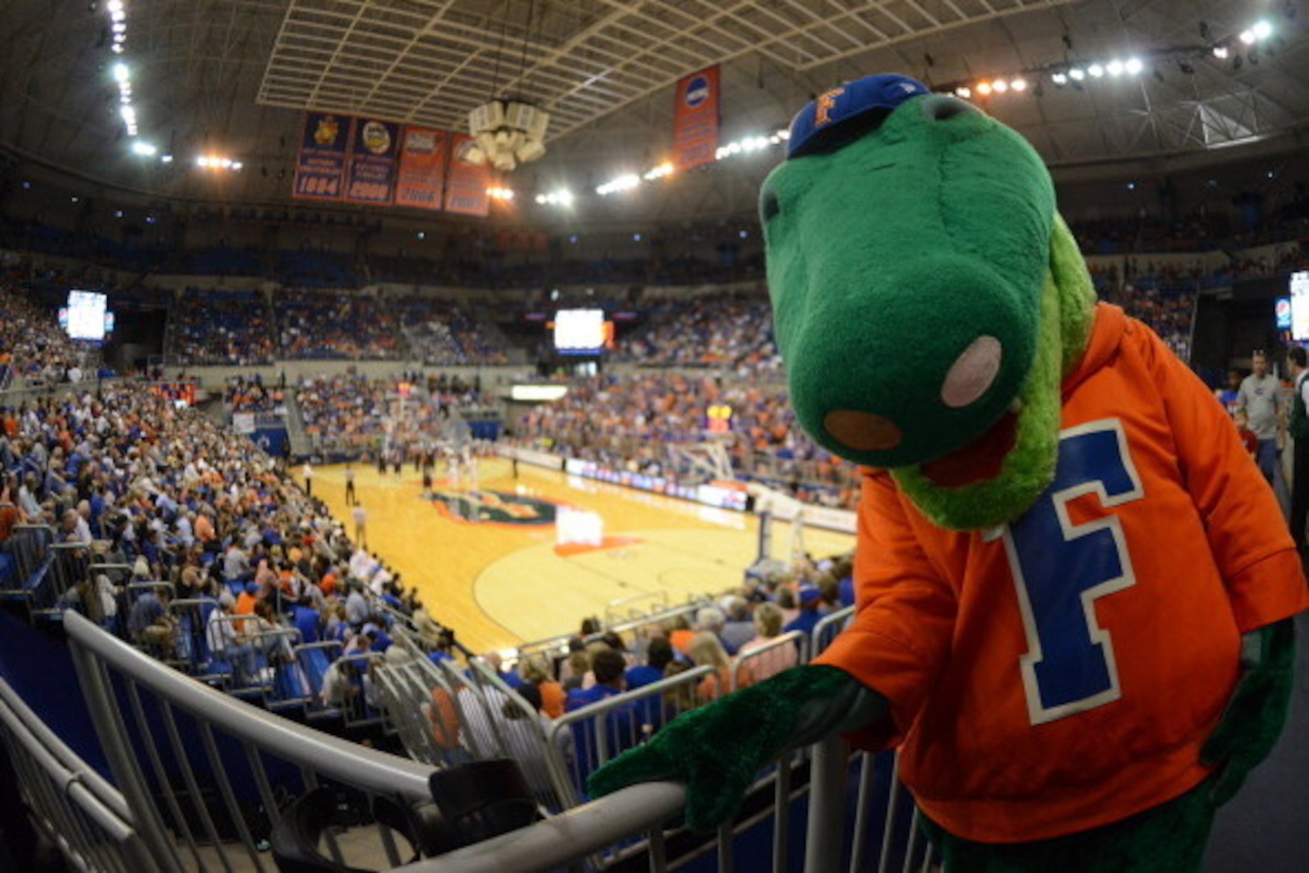 GAINESVILLE, FL - NOVEMBER 8:  The mascot of the Florida Gators  poses above the arena during play against the North Florida Ospreys November 8, 2013 at the Stephen C. O'Connell Center in Gainesville, Florida. Florida won 77 - 69.  (Photo by Al Messerschm