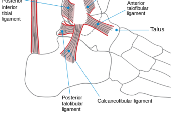This diagram shows some of the main ankle ligaments as viewed from the outside of the foot. For orientation, the heel is to the left, and the toes are to the right.