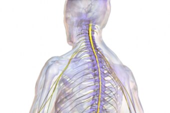 The spinal cord (yellow) connects the brain to the rest of the body. A contusion—or bruise—can compress the cord and prevent the transmission of electrical nerve signals to areas of the body.