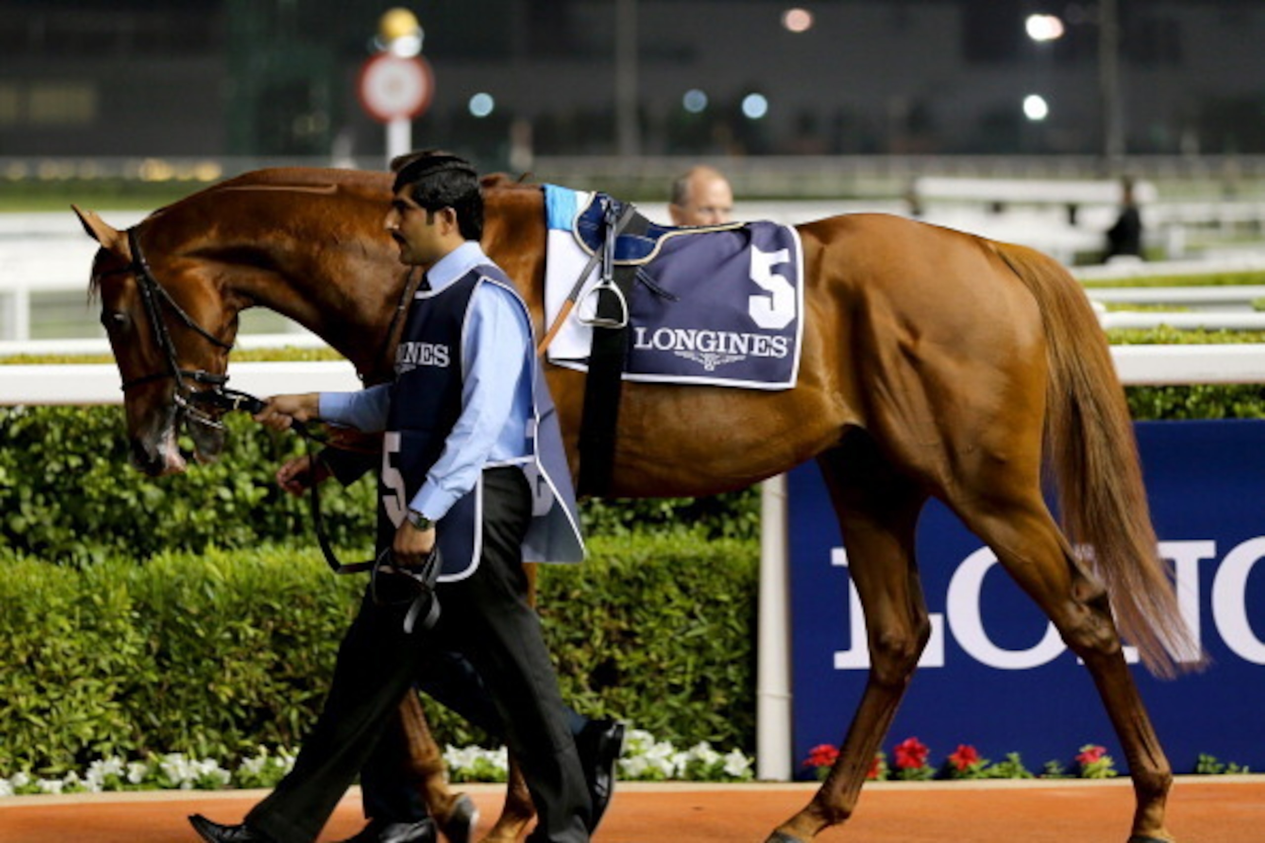 DUBAI, UNITED ARAB EMIRATES - JANUARY 09:  Steeler is lead around the parade ring prior to the start of Race 6 the Al Maktoum Challenge Round 1 during the first Longines Carnival Meeting at the Meydan Racecourse on January 9, 2014 in Dubai, United Arab Em