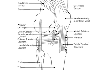 This diagram shows the anatomy of the knee. The ACL—or anterior cruciate ligament—lies in the middle of the knee and connects the femur (thigh bone) to the tibia (shin bone).