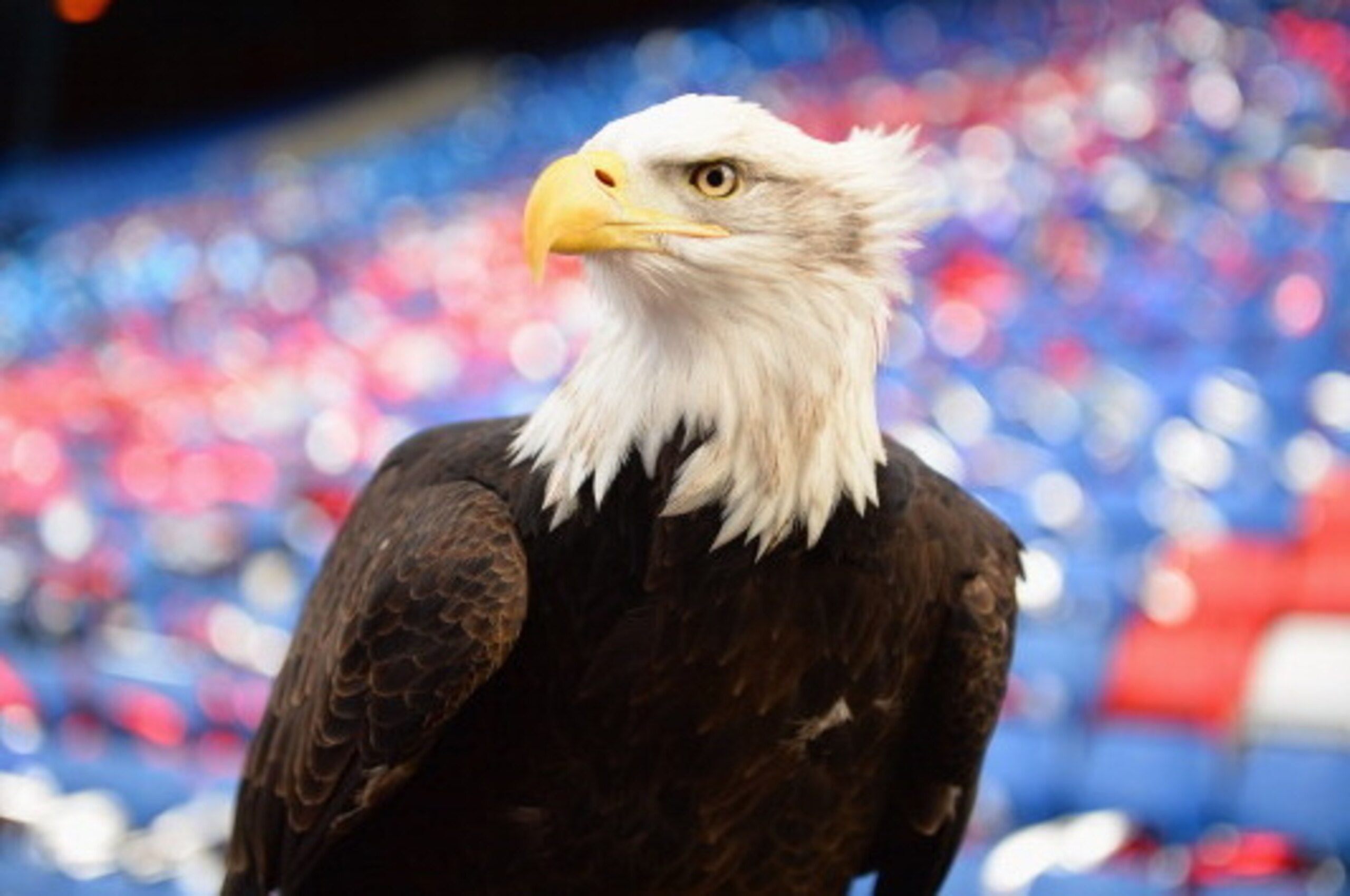 LONDON, ENGLAND - FEBRUARY 22:  A bird of prey pictured prior to the Barclays Premier League match between Crystal Palace and Manchester United at Selhurst Park on February 22, 2014 in London, England.  (Photo by Laurence Griffiths/Getty Images)