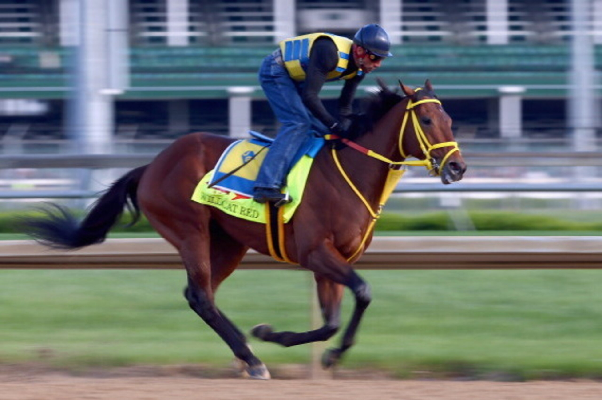 LOUISVILLE, KY - MAY 01: Wildcat Red runs on the track during the morning training for the Kentucky Derby at Churchill Downs on May 1, 2014 in Louisville, Kentucky.  (Photo by Andy Lyons/Getty Images)