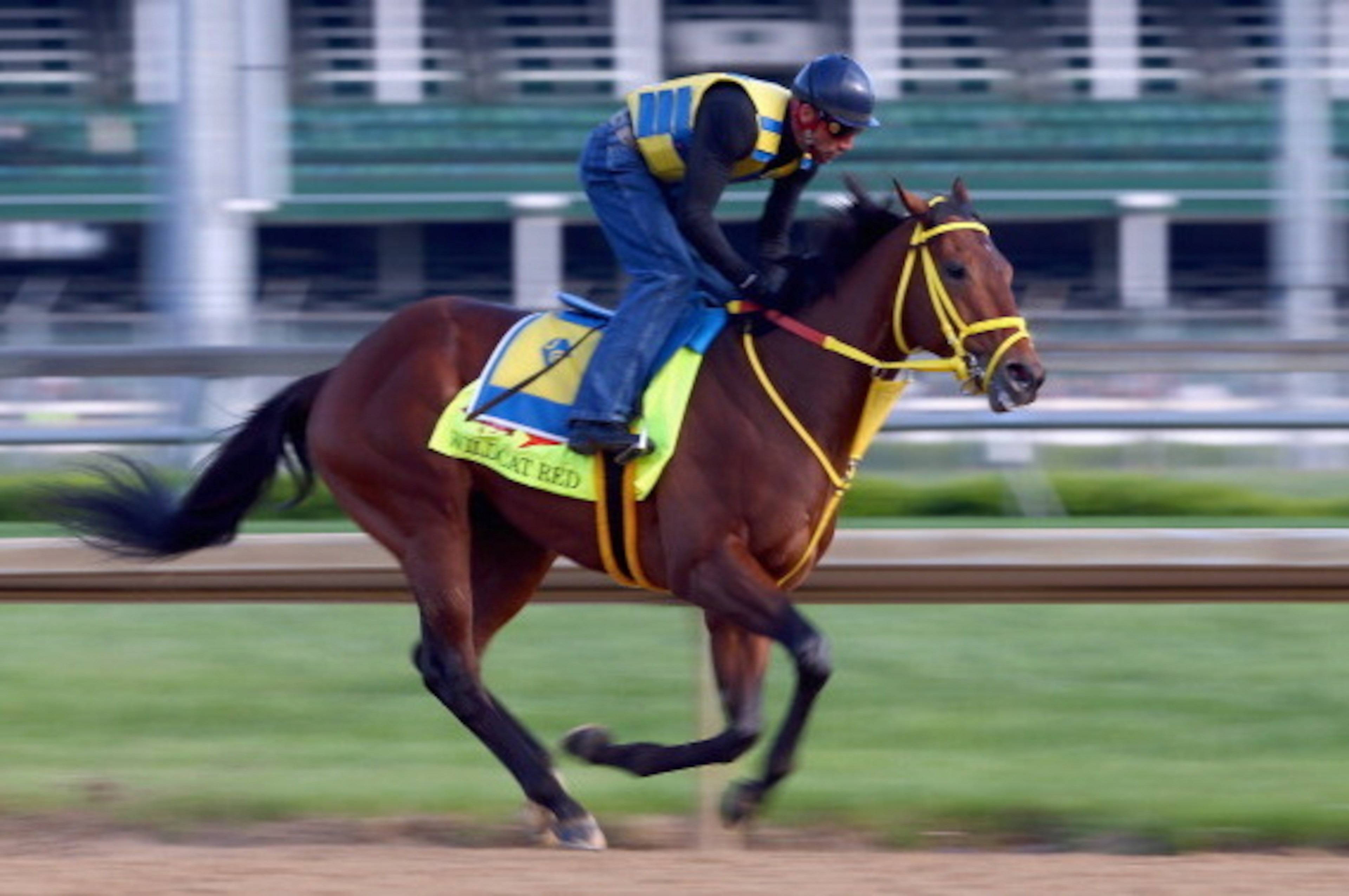 LOUISVILLE, KY - MAY 01: Wildcat Red runs on the track during the morning training for the Kentucky Derby at Churchill Downs on May 1, 2014 in Louisville, Kentucky.  (Photo by Andy Lyons/Getty Images)