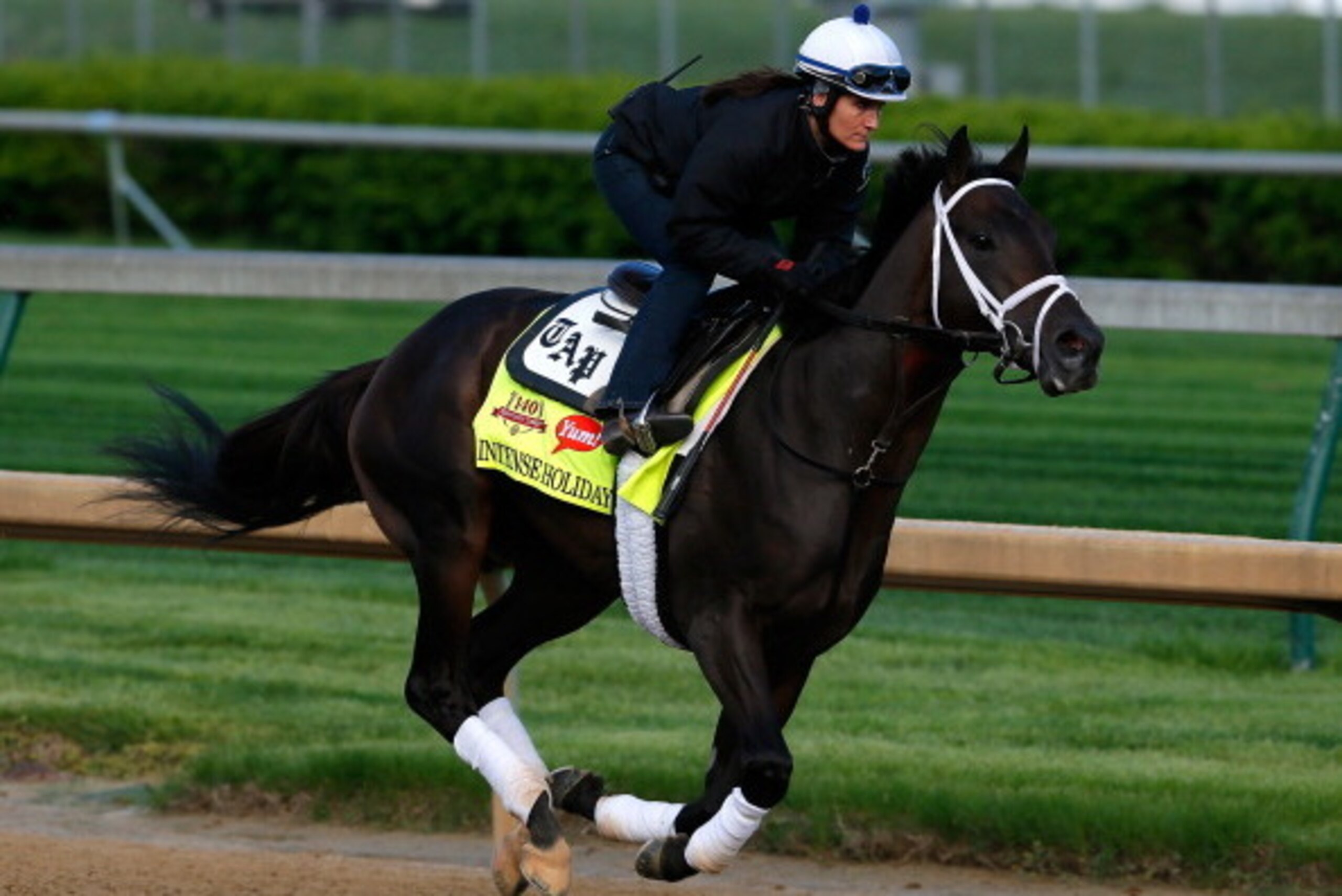 LOUISVILLE, KY - MAY 01:  Kentucky Derby contender Intense Holiday works out on the track during early morning workouts at Churchill Downs on May 1, 2014 in Louisville, Kentucky.  (Photo by Kevin C. Cox/Getty Images)