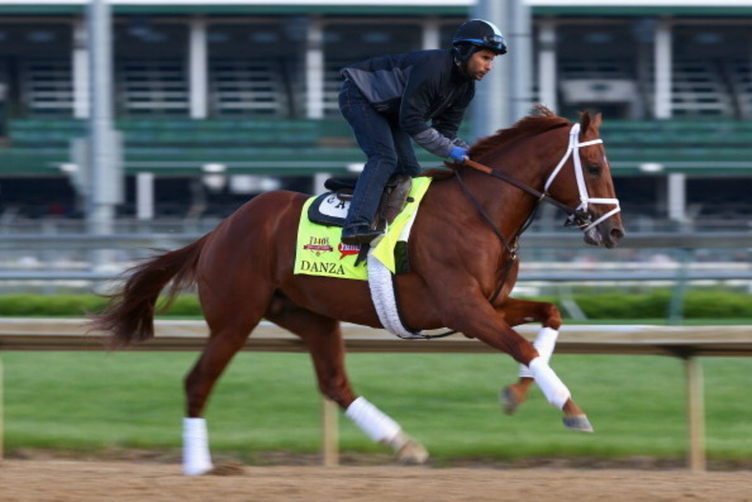 LOUISVILLE, KY - MAY 01:  Danza runs on the track during the morning training for the Kentucky Derby at Churchill Downs on May 1, 2014 in Louisville, Kentucky.  (Photo by Andy Lyons/Getty Images)