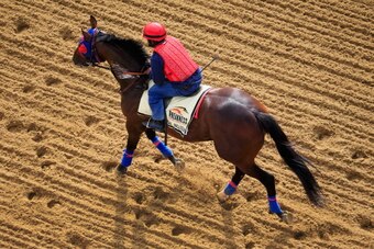 BALTIMORE, MD - MAY 13: Preakness hopeful Social Inclusion walks on the track in preparation for the 139th Preakness Stakes at Pimlico Race Course on May 13, 2014 in Baltimore, Maryland.  (Photo by Rob Carr/Getty Images)