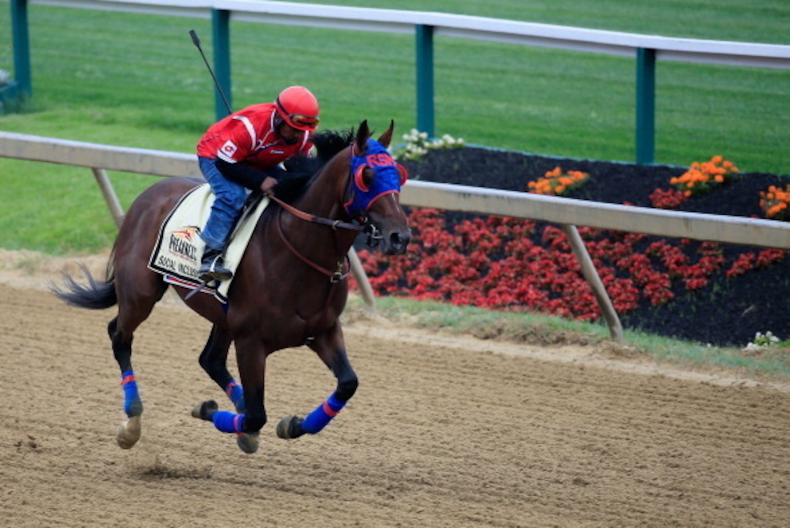 BALTIMORE, MD - MAY 14:  Exercise rider Domingo Navarro takes Social Inclusion over the track in preparation for the 139th Preakness Stakes at Pimlico Race Course on May 14, 2014 in Baltimore, Maryland.  (Photo by Rob Carr/Getty Images)