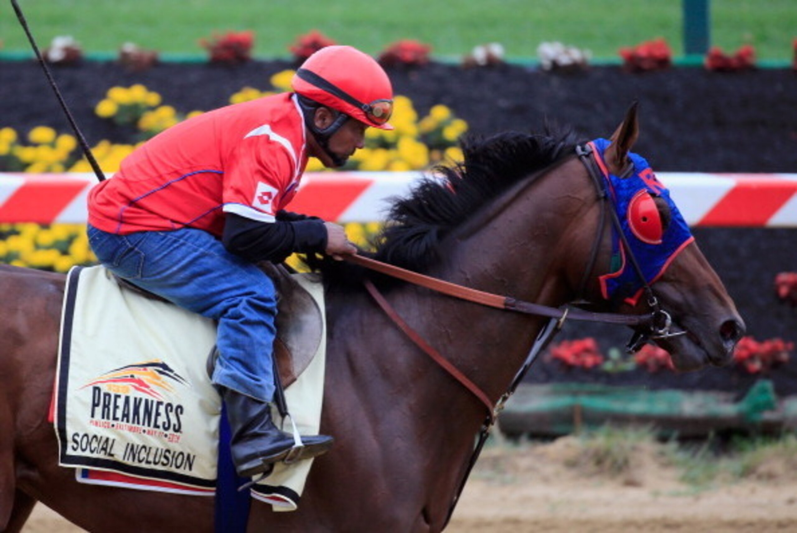 BALTIMORE, MD - MAY 14:  Exercise rider Domingo Navarro takes Social Inclusion over the track in preparation for the 139th Preakness Stakes at Pimlico Race Course on May 14, 2014 in Baltimore, Maryland.  (Photo by Rob Carr/Getty Images)