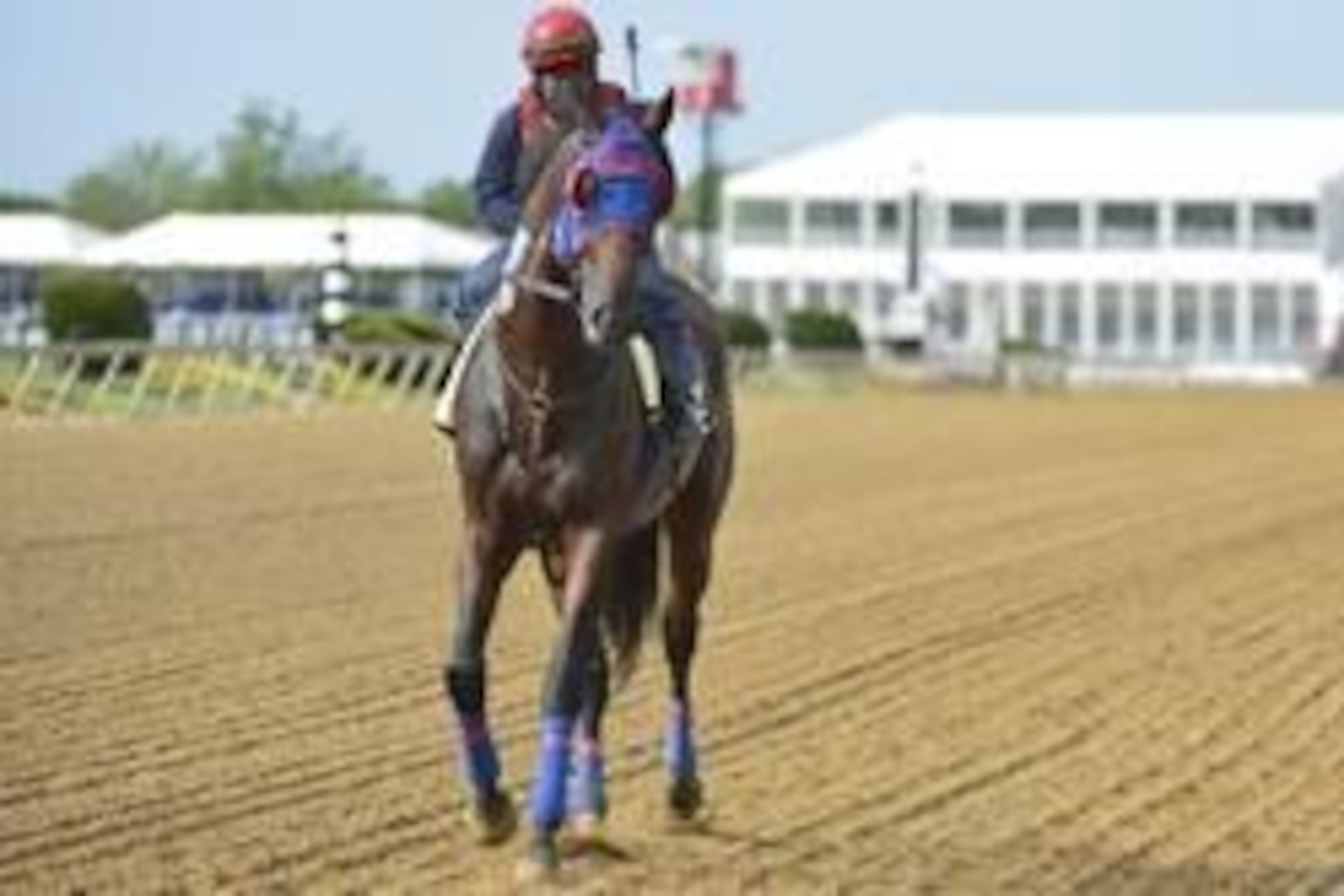 May 13, 2014; Baltimore, MD, USA; Social Inclusion jogs down the track during his morning work out in preparation for the Preakness Stakes at Pimlico Race Course. Mandatory Credit: Tommy Gilligan-USA TODAY Sports