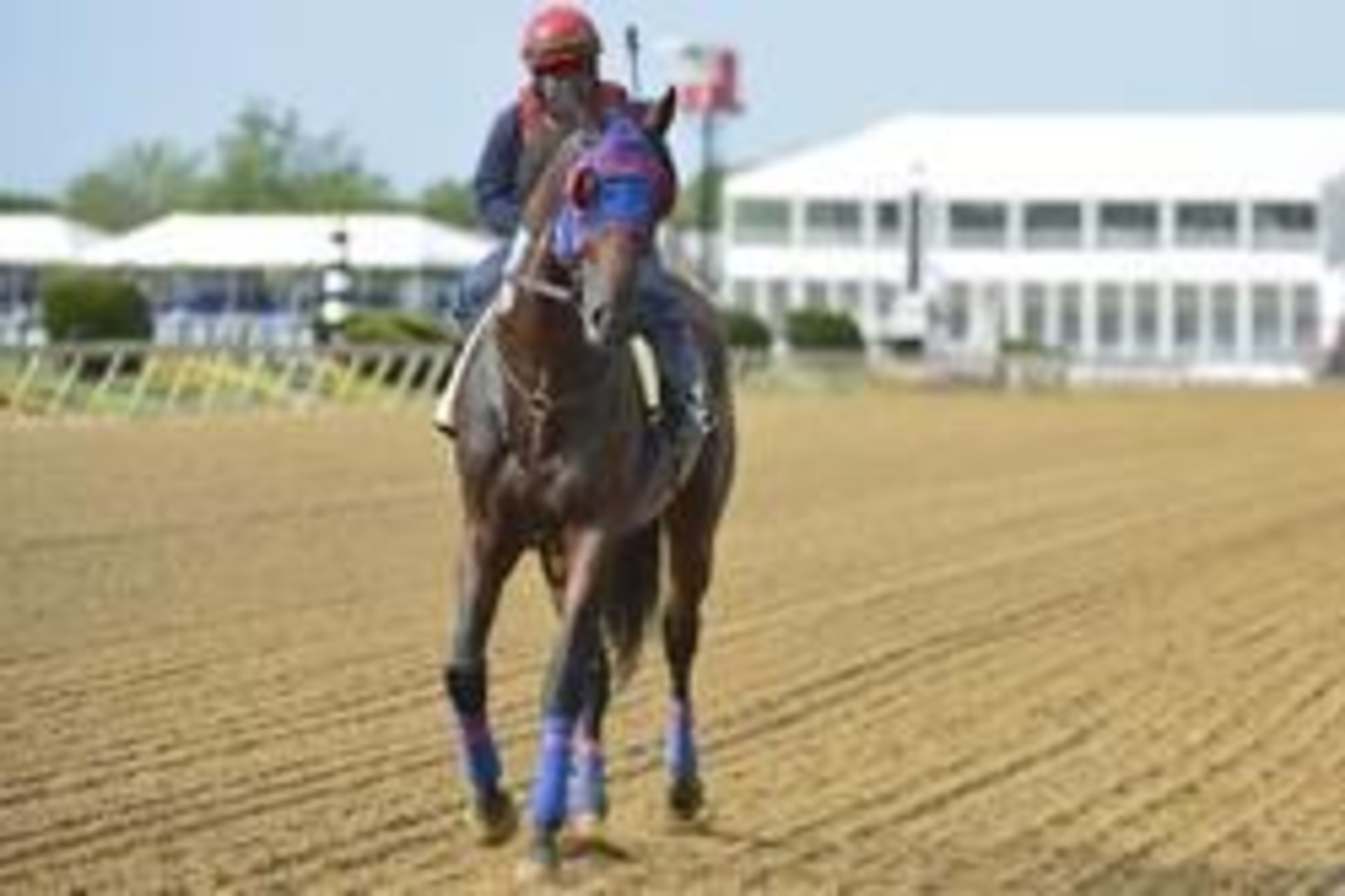 May 13, 2014; Baltimore, MD, USA; Social Inclusion jogs down the track during his morning work out in preparation for the Preakness Stakes at Pimlico Race Course. Mandatory Credit: Tommy Gilligan-USA TODAY Sports