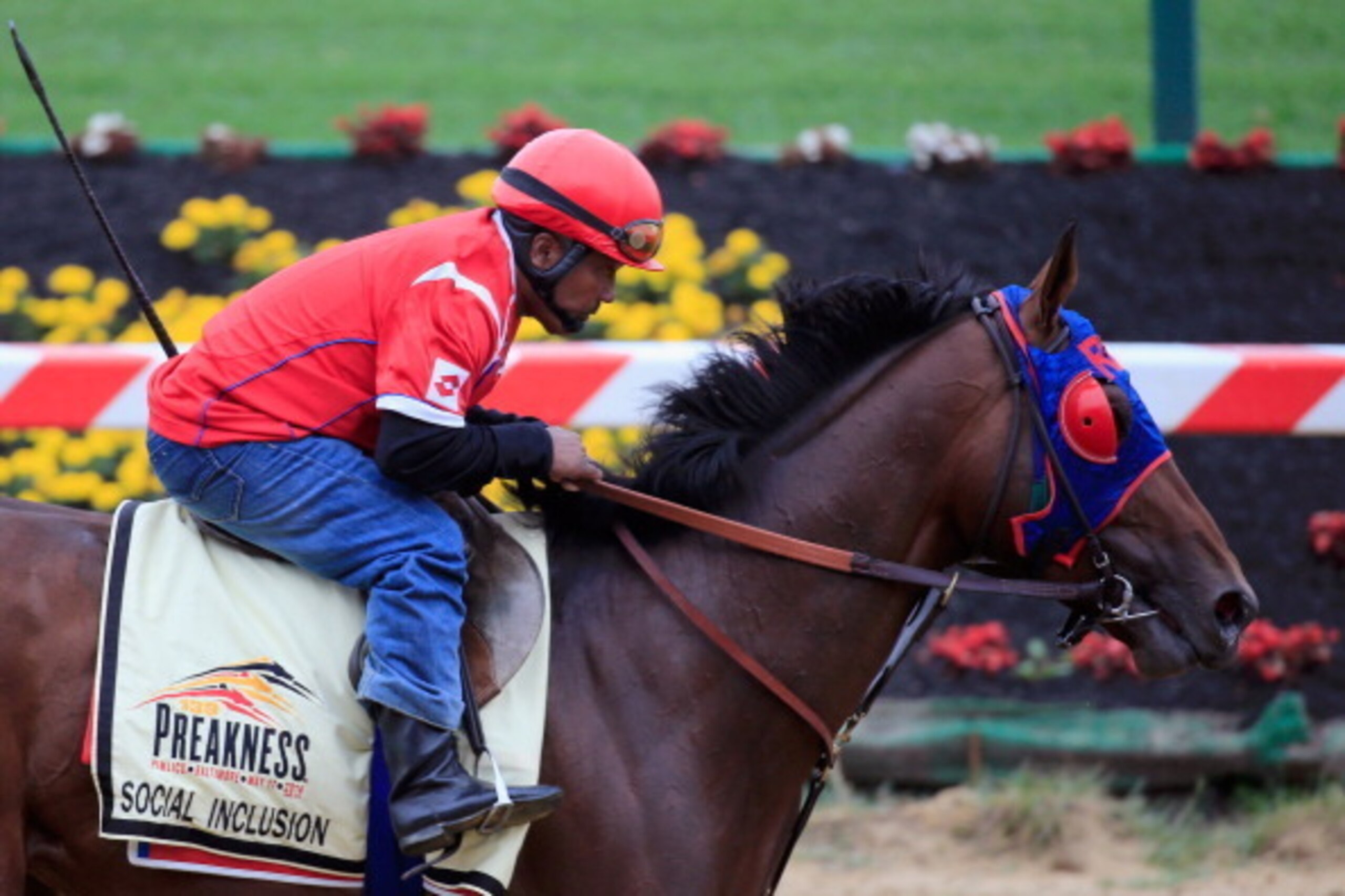 BALTIMORE, MD - MAY 14:  Exercise rider Domingo Navarro takes Social Inclusion over the track in preparation for the 139th Preakness Stakes at Pimlico Race Course on May 14, 2014 in Baltimore, Maryland.  (Photo by Rob Carr/Getty Images)