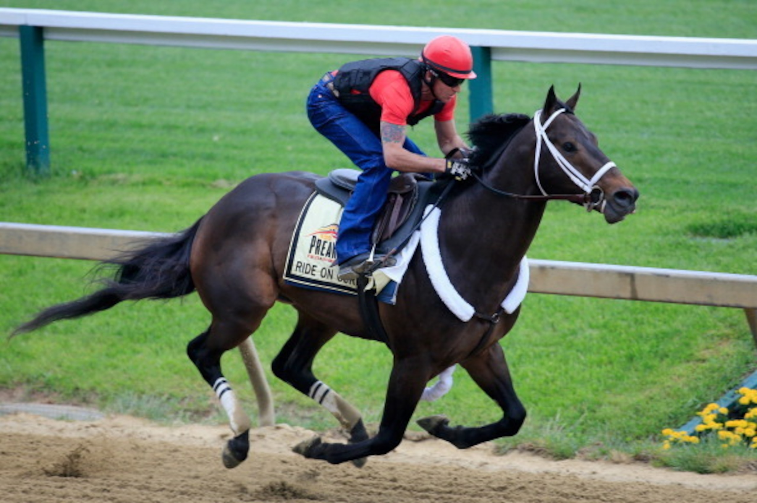 BALTIMORE, MD - MAY 14:  Exercise rider Bryan Beccia takes Ride On Curlin over the track in preparation for the 139th Preakness Stakes at Pimlico Race Course on May 14, 2014 in Baltimore, Maryland.  (Photo by Rob Carr/Getty Images)