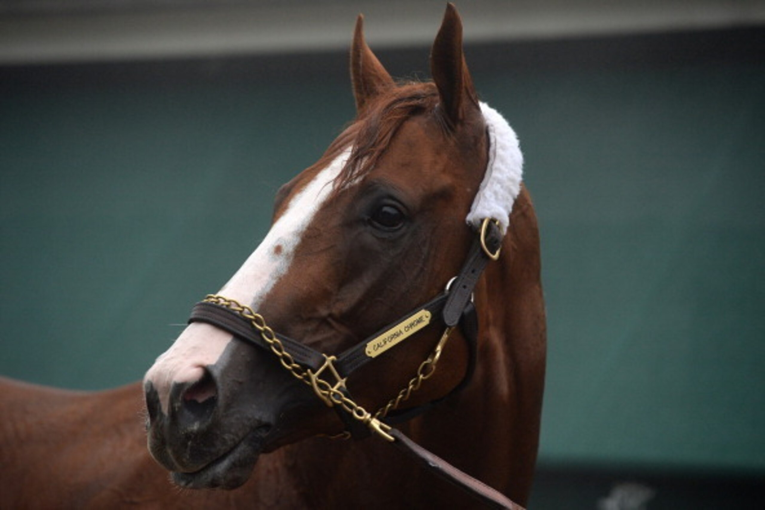 BALTIMORE, MD - MAY 15: Kentucky Derby winner California Chrome is bathed in preparation for the 139th Preakness Stakes at Pimlico Race Course on May 15, 2014 in Baltimore, Maryland. (Photo by Patrick Smith/Getty Images)