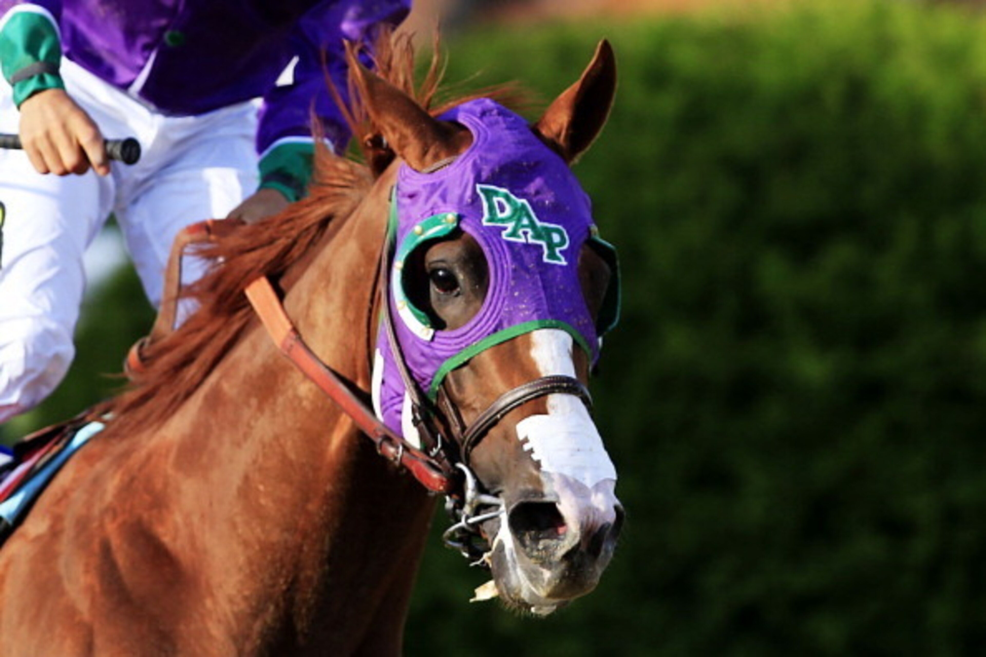 FILE - MAY 19, 2014: It was reported that the New York Racing Association approved the use of a nasal breathing strip on the horse California Chrome as he tries for a Triple Crown in the Belmont Stakes after winning the Kentucky Derby and Preakness May 1 FILE - MAY 19, 2014: It was reported that the New York Racing Association approved the use of a nasal breathing strip on the horse California Chrome as he tries for a Triple Crown in the Belmont Stakes after winning the Kentucky Derby and Preakness May 1