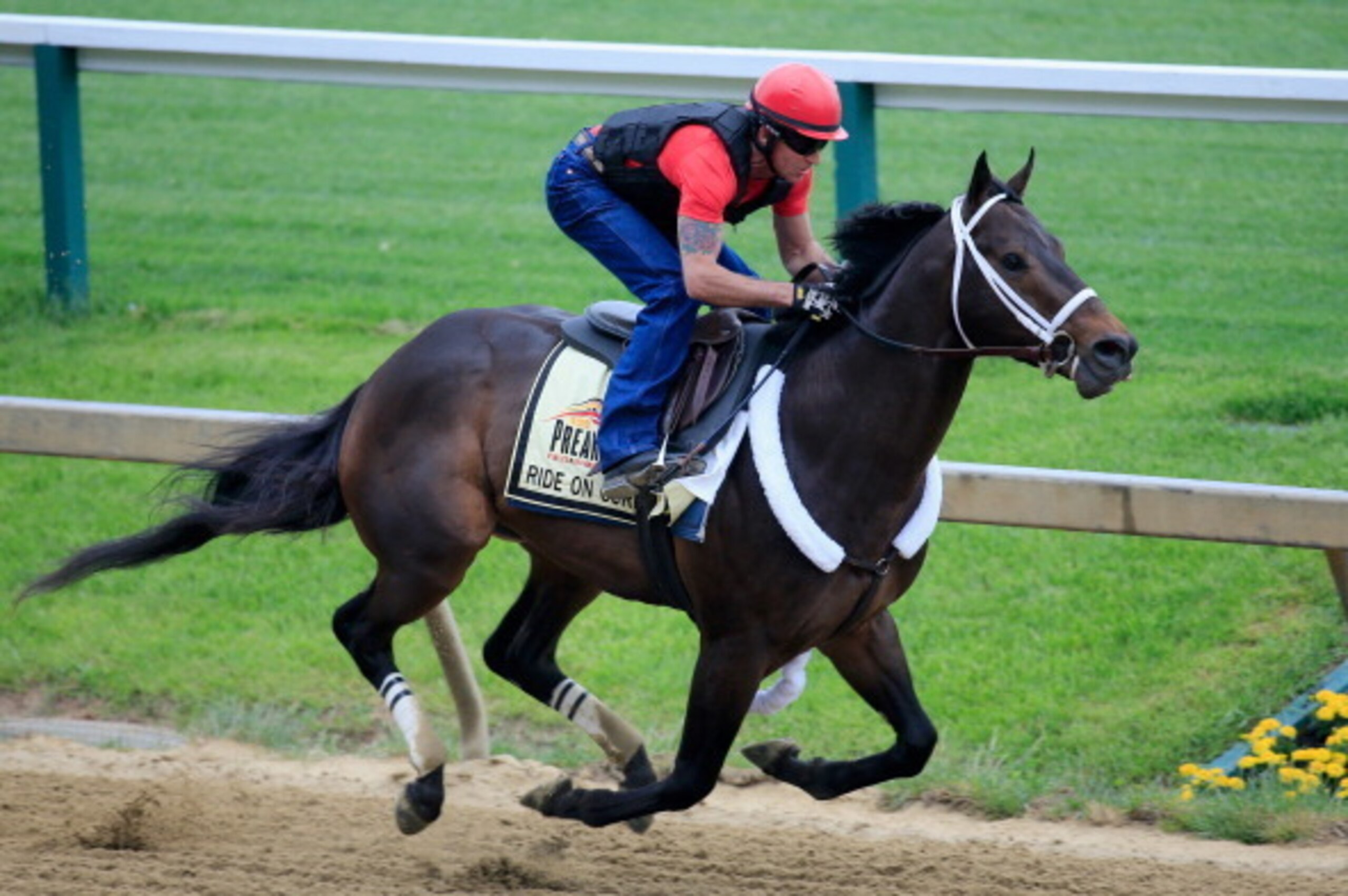 BALTIMORE, MD - MAY 14:  Exercise rider Bryan Beccia takes Ride On Curlin over the track in preparation for the 139th Preakness Stakes at Pimlico Race Course on May 14, 2014 in Baltimore, Maryland.  (Photo by Rob Carr/Getty Images)