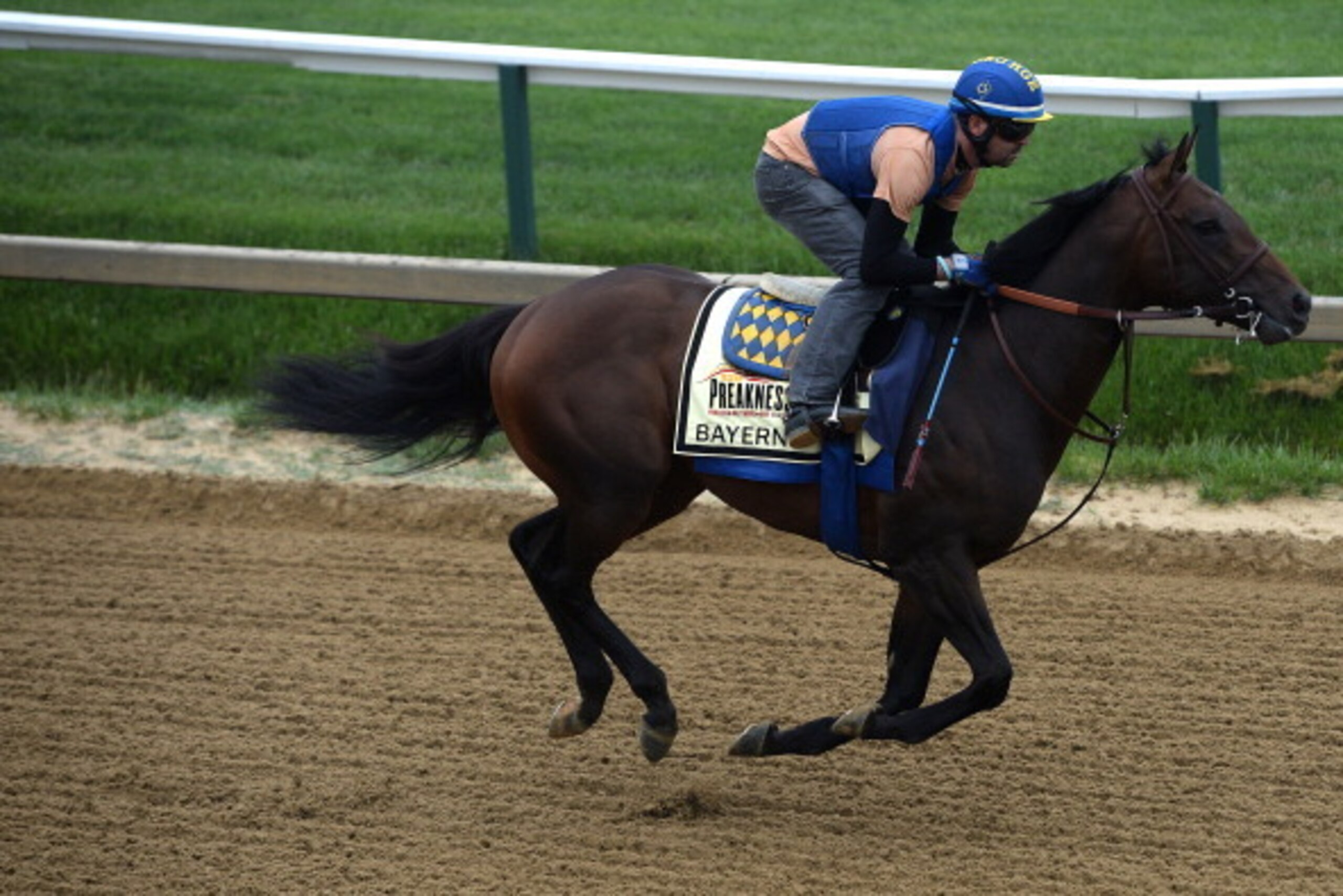BALTIMORE, MD - MAY 15: Bayern works on the track in preparation for the 139th Preakness Stakes at Pimlico Race Course on May 15, 2014 in Baltimore, Maryland. (Photo by Patrick Smith/Getty Images)