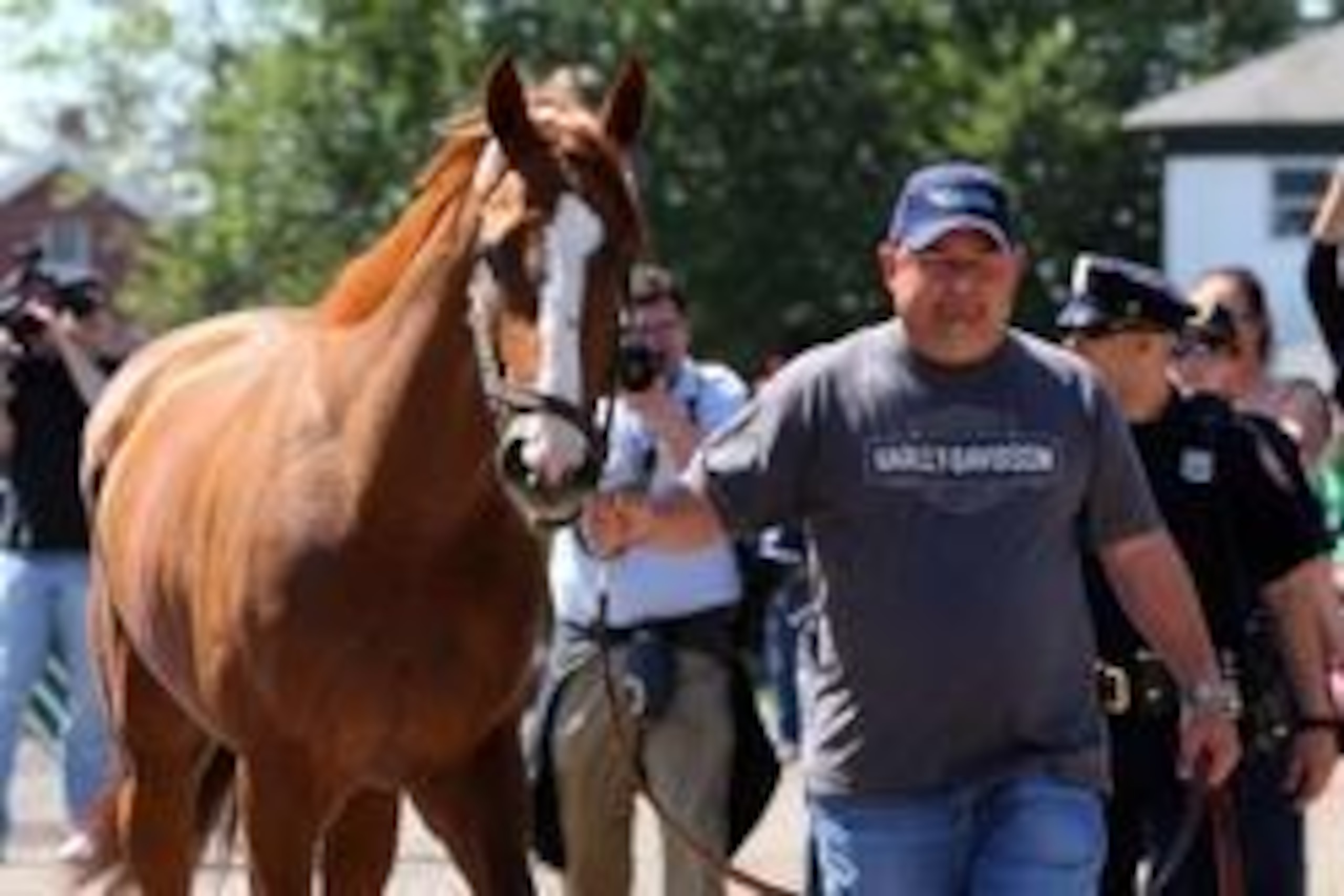 May 20, 2014; Elmont, NY, USA;  California Chrome is led to the barn after arriving in advance of the Belmont Stakes at Belmont Park. Mandatory Credit: Anthony Gruppuso-USA TODAY Sports
