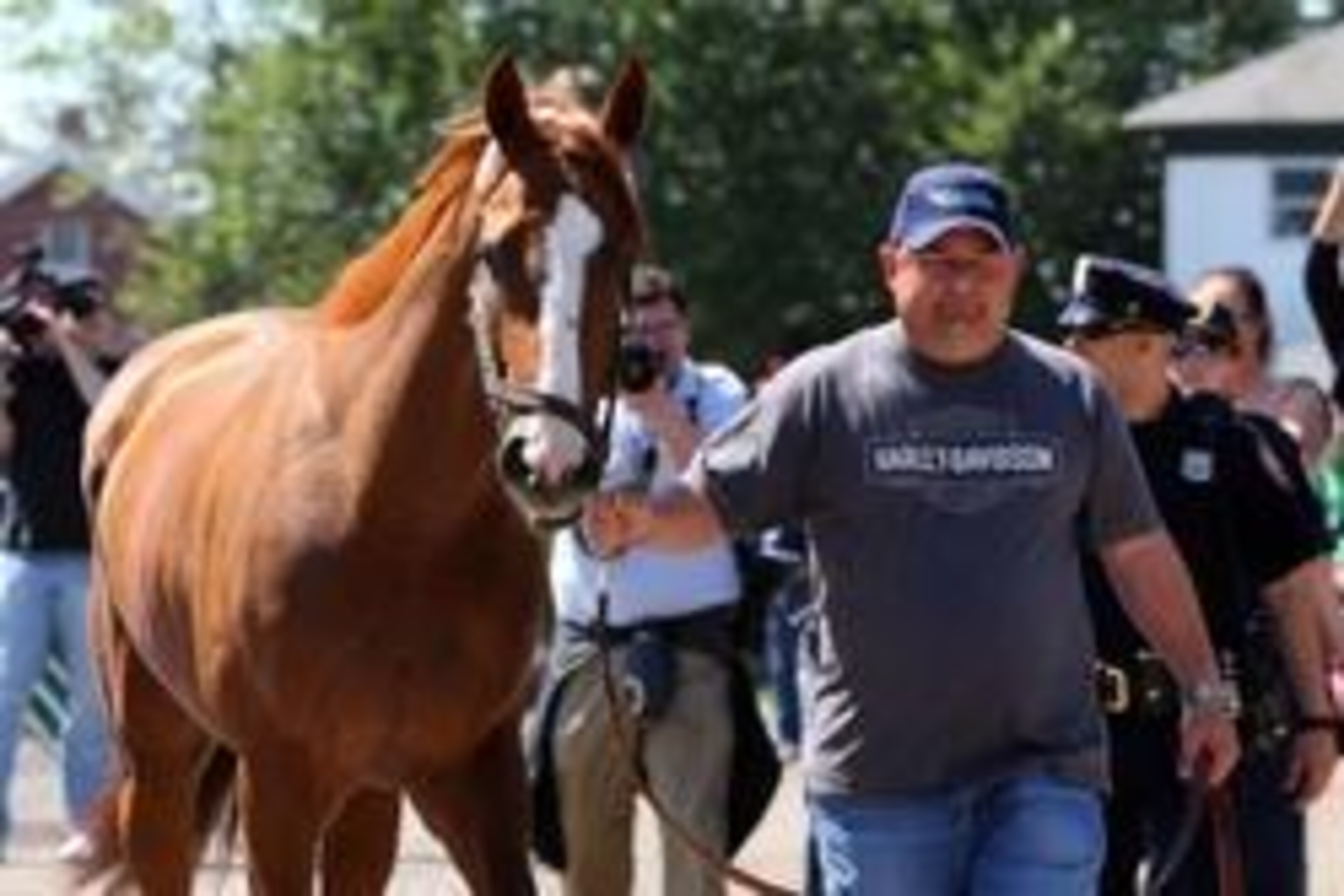 May 20, 2014; Elmont, NY, USA;  California Chrome is led to the barn after arriving in advance of the Belmont Stakes at Belmont Park. Mandatory Credit: Anthony Gruppuso-USA TODAY Sports