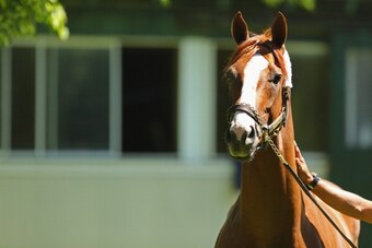 ELMONT, NY - MAY 20:  Kentucky Derby and Preakness winner California Chrome stands outside his barn after arriving at Belmont Park on May 20, 2014 in Elmont, New York. He is scheduled to race for the Triple Crown in the 146th running of the Belmont stakes